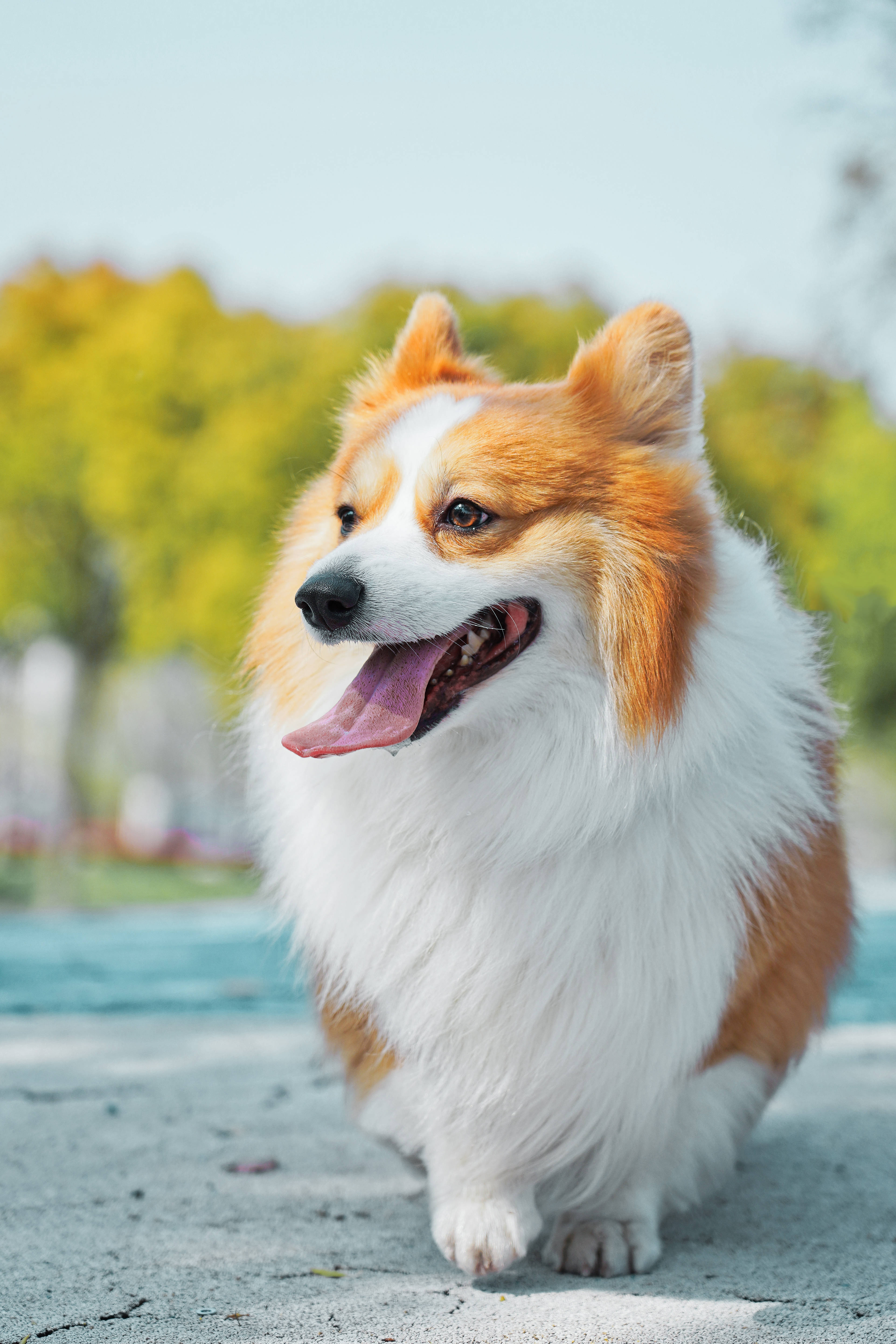 smile dog 桌布 壁紙 — 一隻毛茸茸的柯基犬，有橙色和白色的毛髮，在鋪砌的小徑上快樂地奔跑，背景是模糊的綠色樹木。