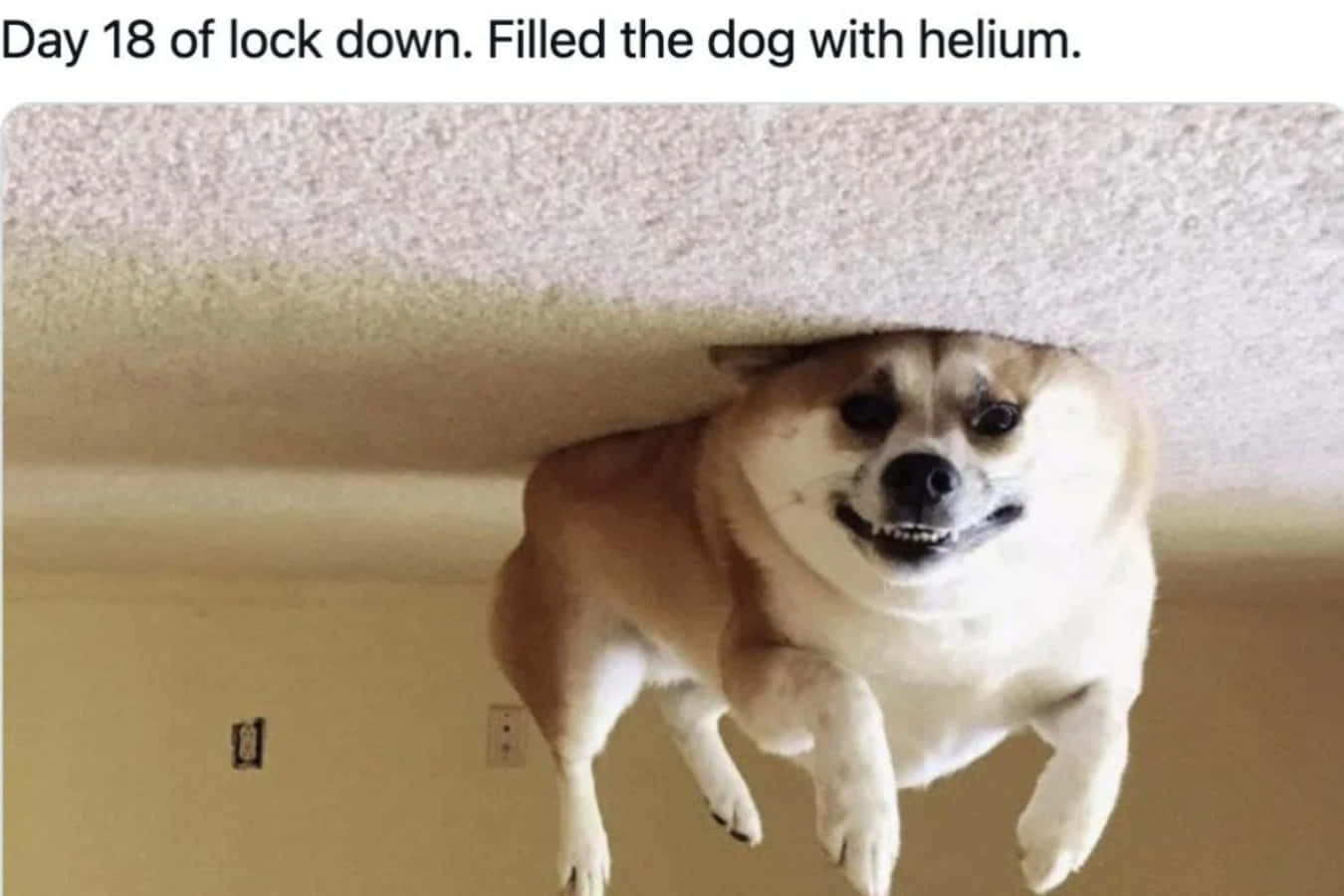 Memes Pics Funny 桌布 壁紙 — 一隻毛茸茸的柯基犬在地毯天花板下倒轉漂浮，露出傻傻的笑容。