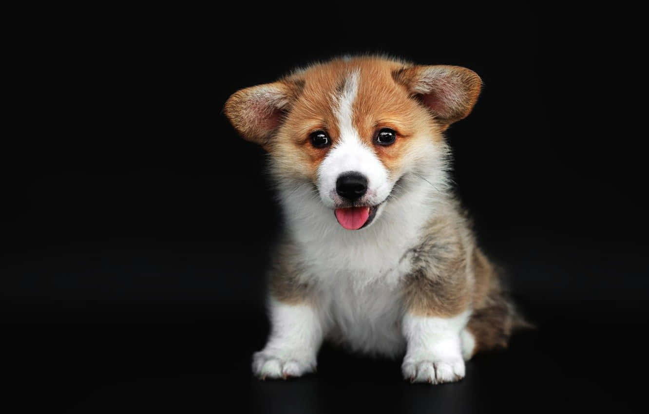 柯基 桌布 壁紙 — 一隻毛茸茸的柯基犬幼犬，擁有棕色和白色的毛髮，快樂地坐在純黑色背景前，伸出舌頭，眼睛明亮。
