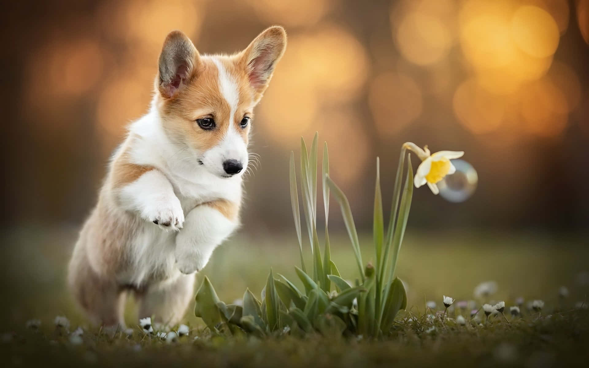 柯基 桌布 壁紙 — 一隻毛茸茸的柯基犬幼犬跳向一朵水仙花，附近有一個泡泡在金色陽光中漂浮。