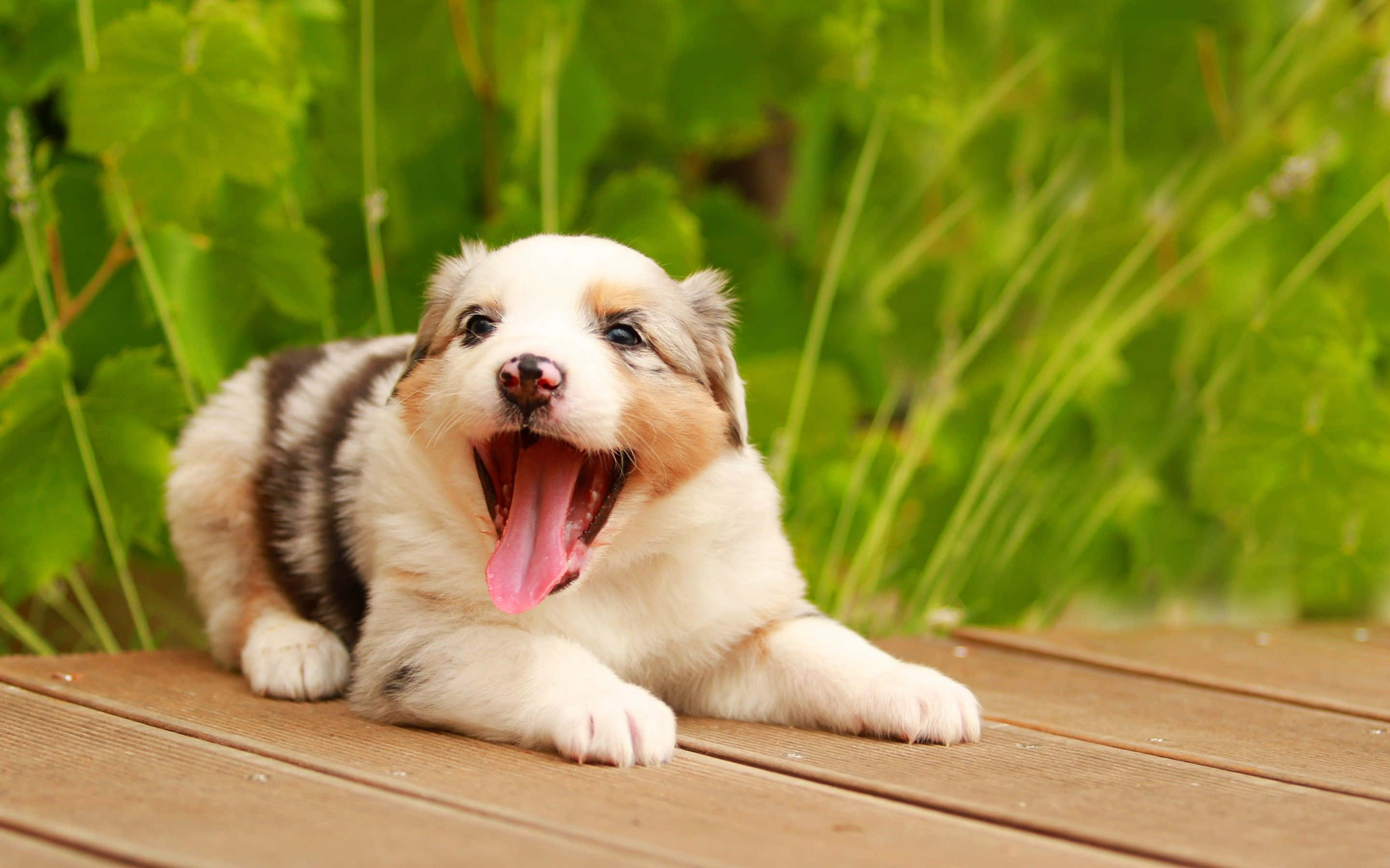 australian shepherd 桌布 壁紙 — 一隻毛茸茸的梅爾小狗在木甲板上，周圍是茂密的綠色樹葉，打了個大哈欠。