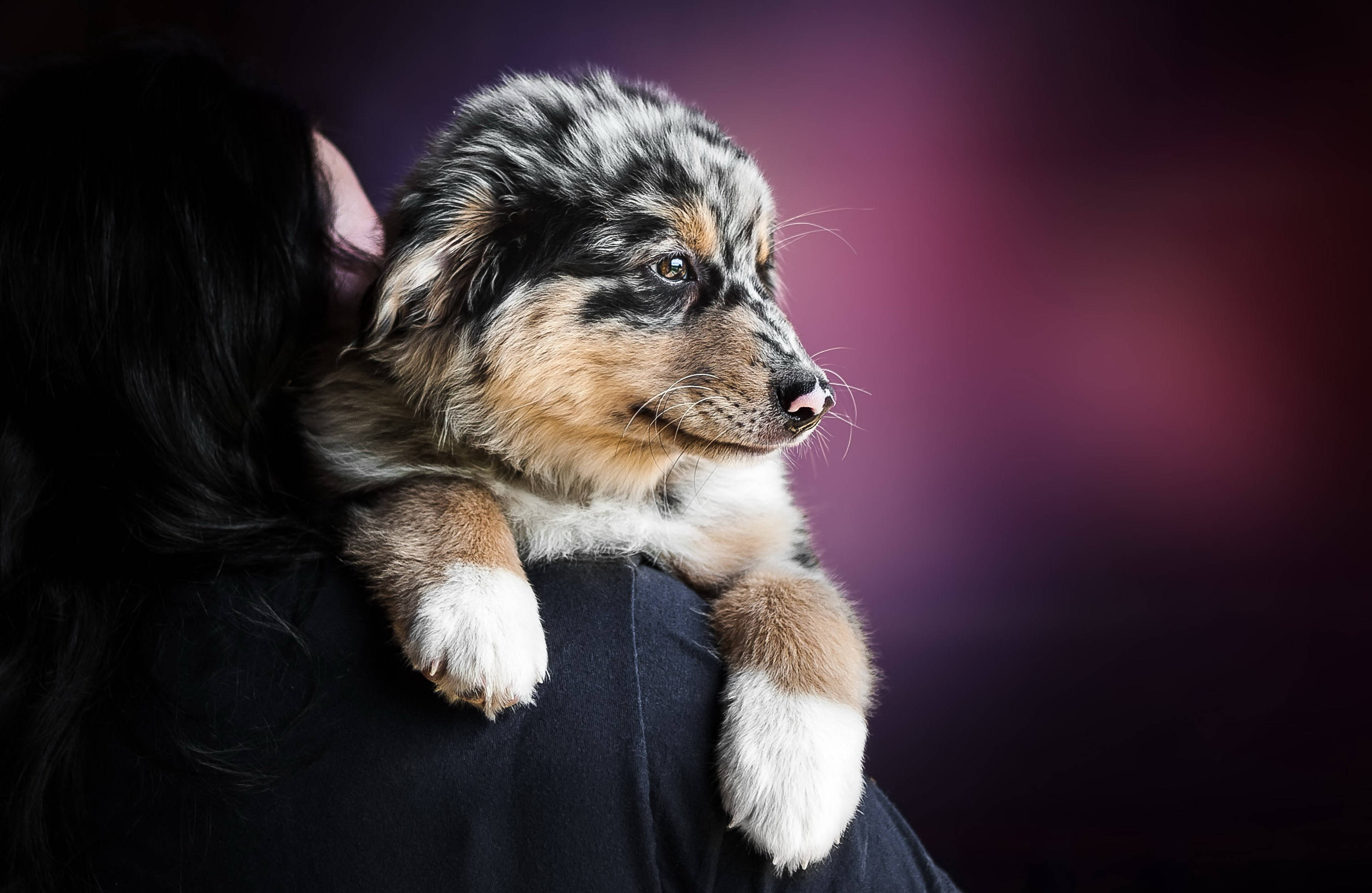 Cute Puppy 桌布 壁紙 — 一隻毛茸茸的梅爾斑紋小狗，有棕色和白色的爪子，輕輕地靠在一個人的肩膀上，背景是深紫色的模糊效果。