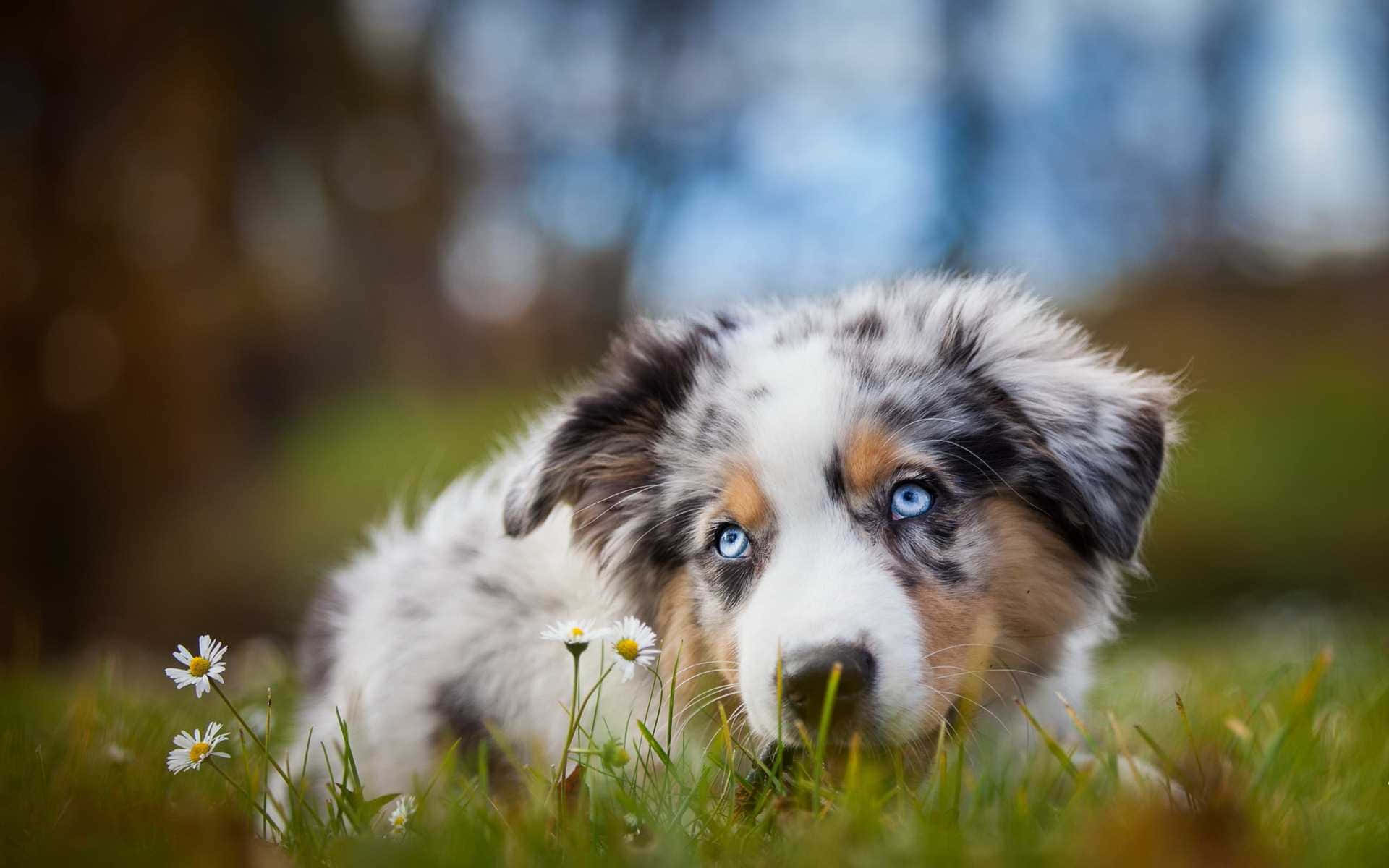 動物 桌布 壁紙 — 一隻毛茸茸的梅爾澳洲牧羊犬幼犬，有著引人注目的藍色眼睛，從茂密的綠草中好奇地窺視，旁邊是精緻的白色雛菊。