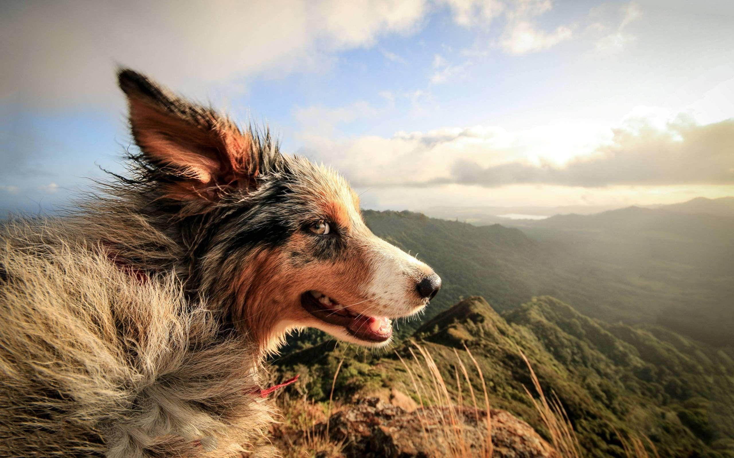 Wind 桌布 壁紙 — 一隻毛茸茸的梅爾犬凝視著陽光明媚的山谷，綠草如茵的山丘和柔和的藍天。