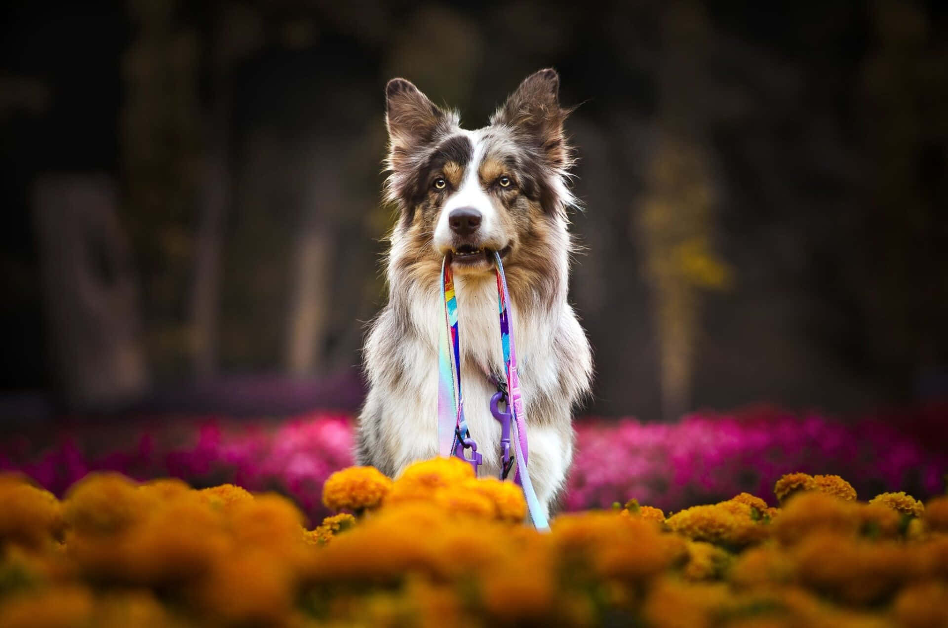 border collie 桌布 壁紙 — 一隻毛茸茸的梅爾狗，嘴裡叼著彩虹牽繩，在鮮豔的橙色和粉紅色花朵中警覺地站立。