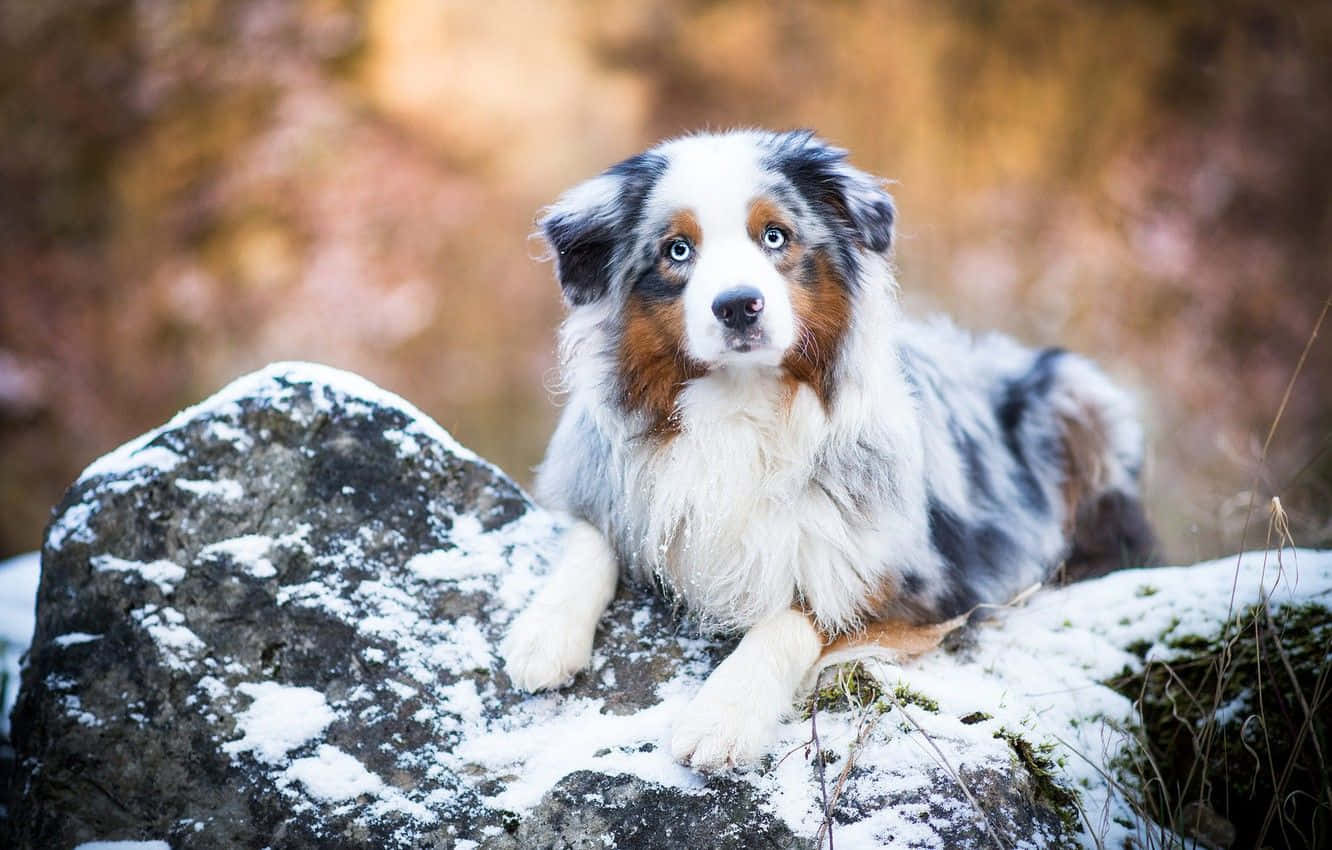 動物 桌布 壁紙 — 一隻毛茸茸的梅爾色澳洲牧羊犬，擁有引人注目的藍色眼睛，警覺地休息在一個被雪覆蓋的石頭上，背景是模糊的秋日森林。