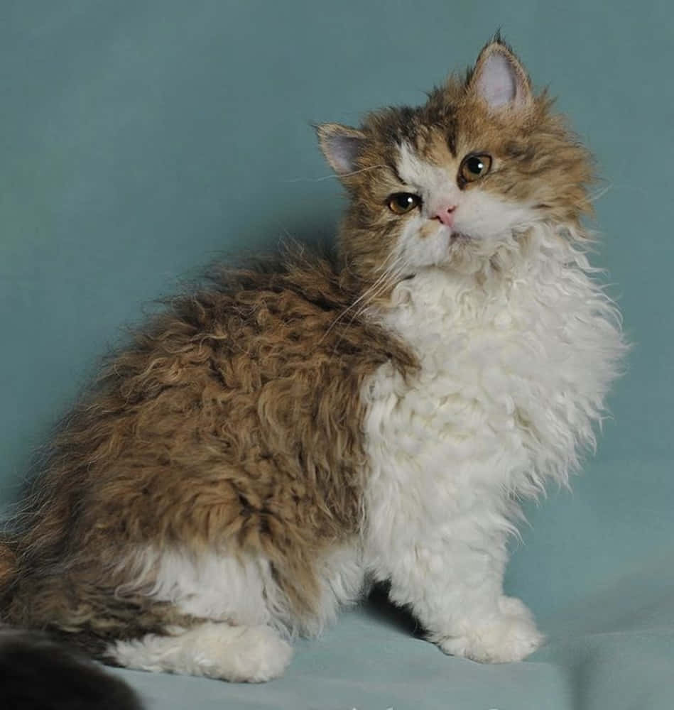 Selkirk Rex 桌布 壁紙 — 一隻毛茸茸的棕白相間捲毛貓，在柔和的青綠色背景下端坐，用琥珀色的大眼睛向上凝視。
