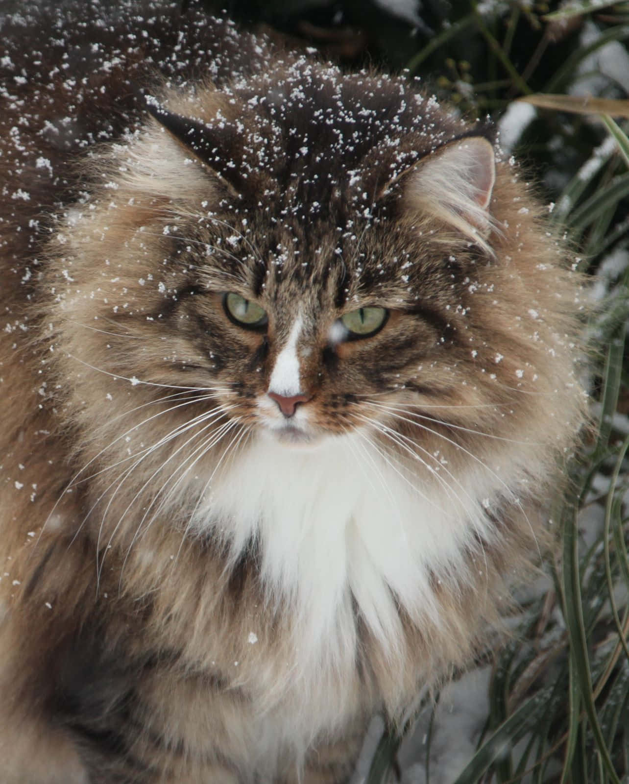 Norwegian Forest Cat 桌布 壁紙 — 一隻毛茸茸的棕白相間的貓，有著綠色的眼睛，坐在雪花中，周圍是白雪皚皚的綠植。