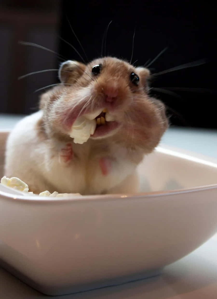 Hamster 桌布 壁紙 — 一隻毛茸茸的棕白色倉鼠在白色碗裡開心嚼爆米花的特寫。