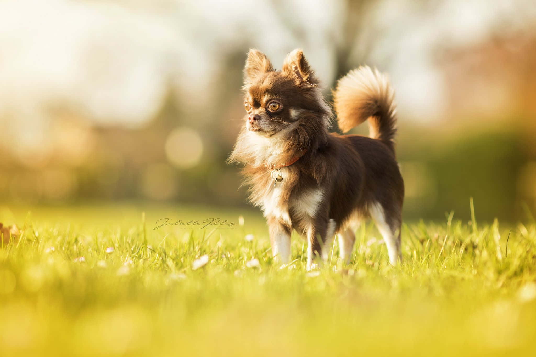 Chihuahua 桌布 壁紙 — 一隻毛茸茸的棕白色吉娃娃在沐浴著溫暖金色陽光的鮮綠色草地上警覺地站立。