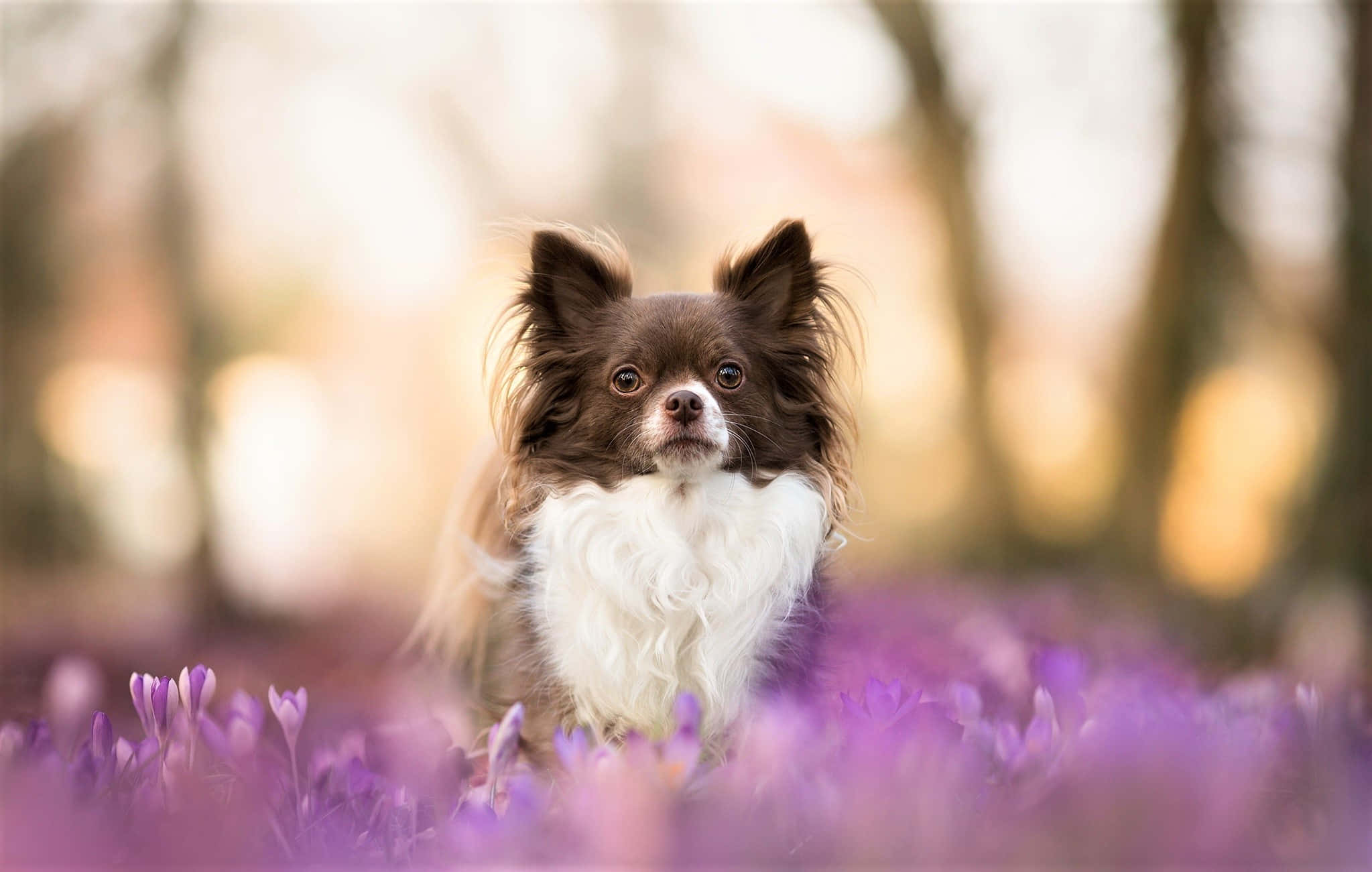Chihuahua 桌布 壁紙 — 一隻毛茸茸的棕白色吉娃娃在陽光普照的花園中，在鮮豔的紫色番紅花間警覺地站立。