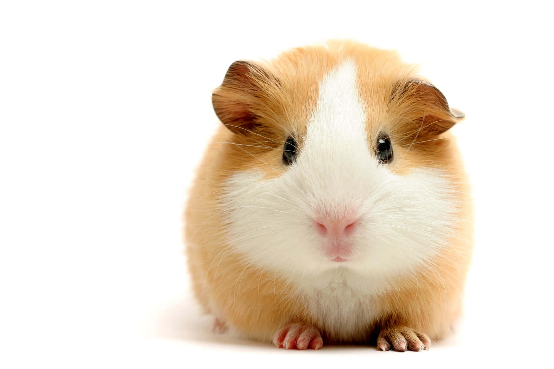 guinea pig 桌布 壁紙 — 一隻毛茸茸的棕白色天竺鼠，深色眼睛，純白背景前靜靜坐著。