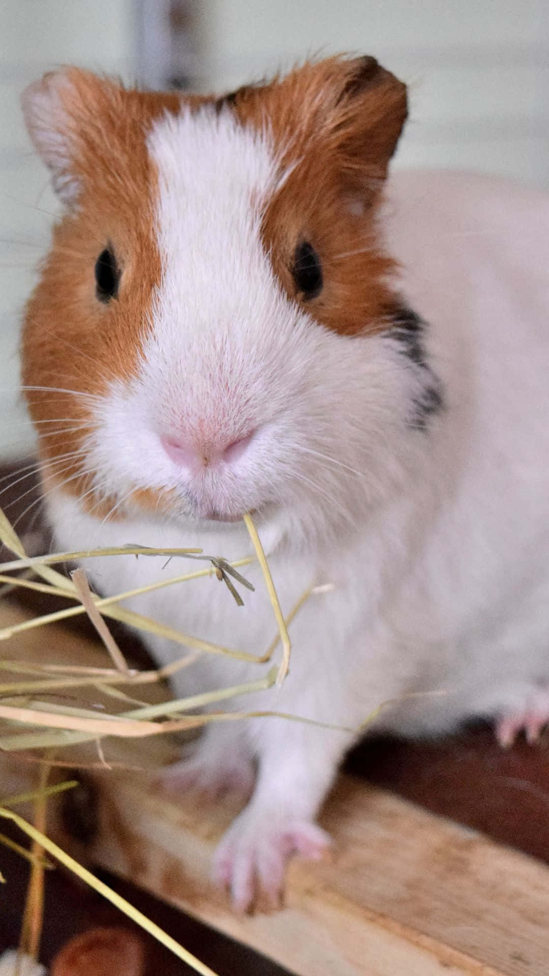 guinea pig 桌布 壁紙 — 一隻毛茸茸的棕白色天竺鼠在木頭表面啃乾草的近距離特寫。