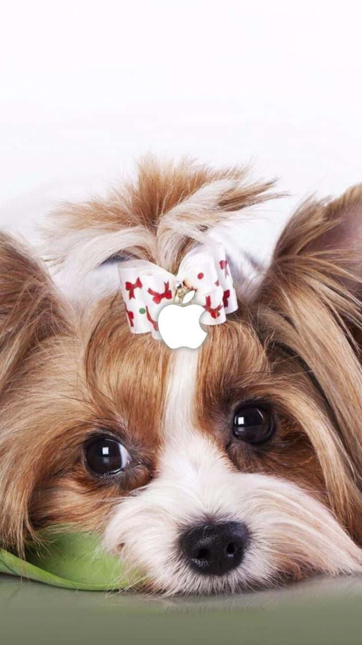 Teacup Yorkie 桌布 壁紙 — 一隻毛茸茸的棕白色小狗，戴著節日蝴蝶結和蘋果標籤，頭靠在綠色表面上。