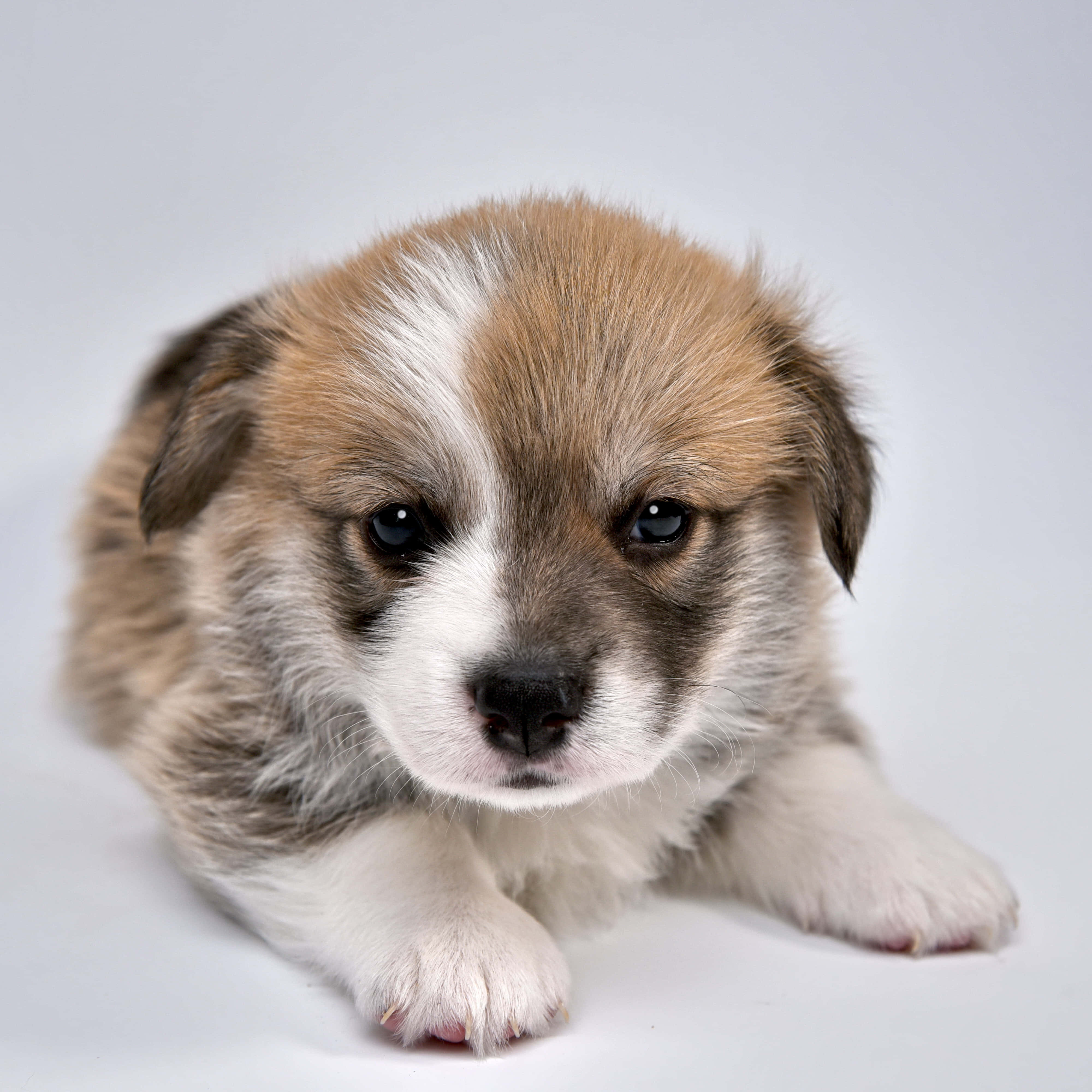 Puppy Dog 桌布 壁紙 — 一隻毛茸茸的棕白色小狗，有著大大的深色眼睛，躺在純白色背景上，直視鏡頭。