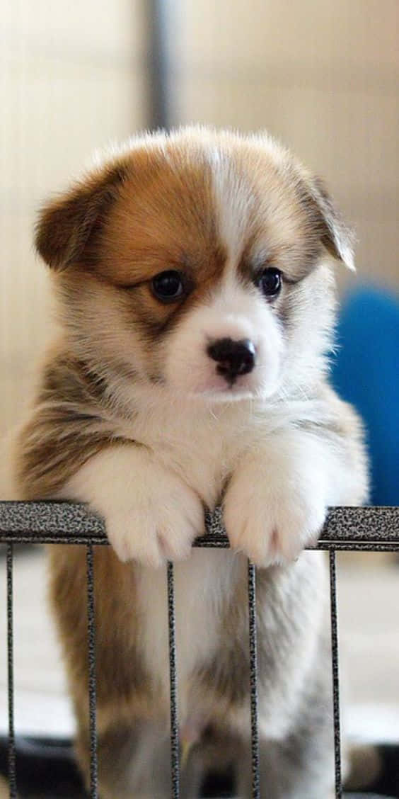 Adorable Puppy 桌布 壁紙 — 一隻毛茸茸的棕白色小狗，有著大大的黑色眼睛，好奇地從金屬圍欄上方探出頭來。