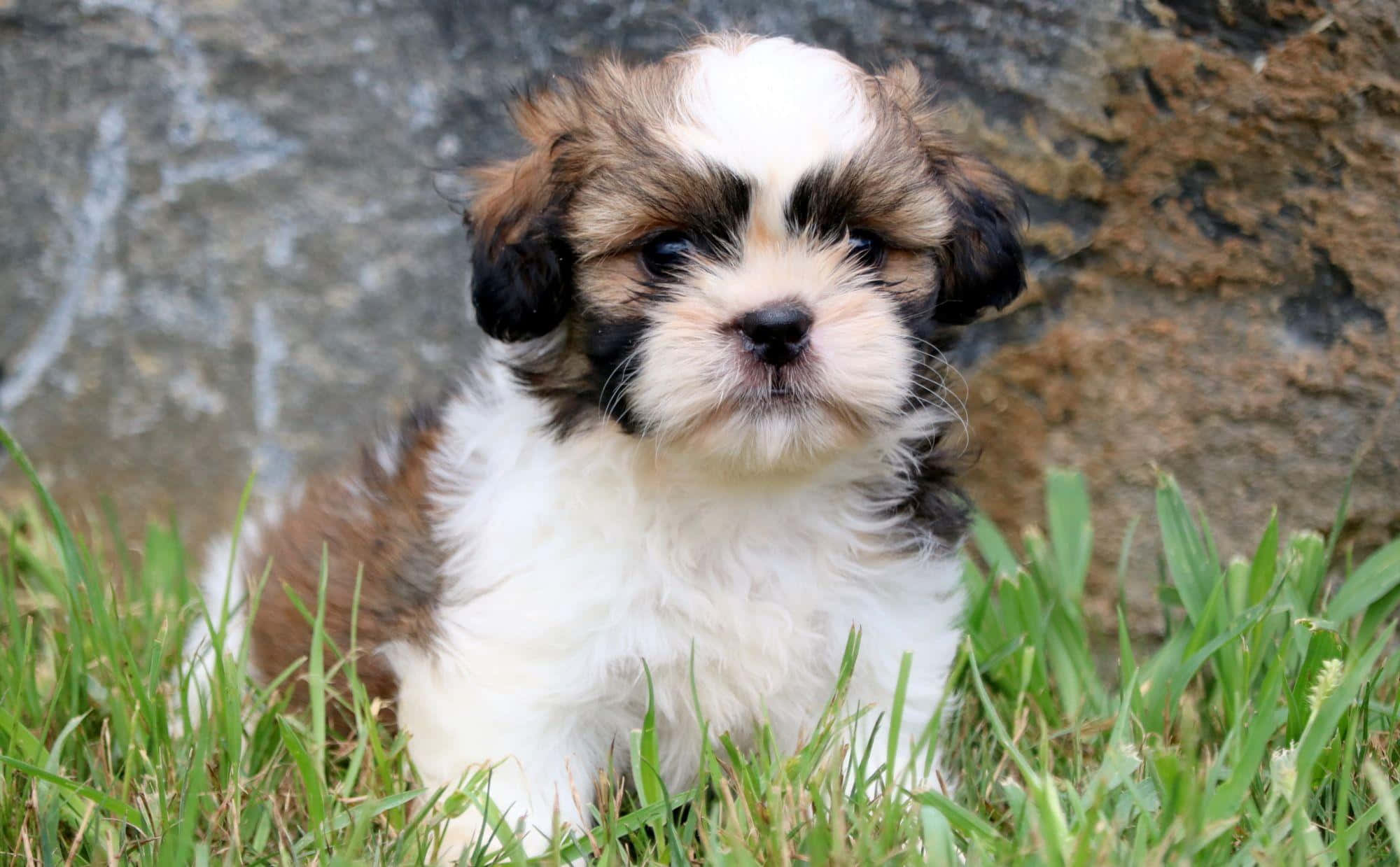 shih tzu 桌布 壁紙 — 一隻毛茸茸的棕白色小狗，有著大大的深色眼睛，專注地坐在鮮綠色的草地上，背景是質感豐富的石牆。
