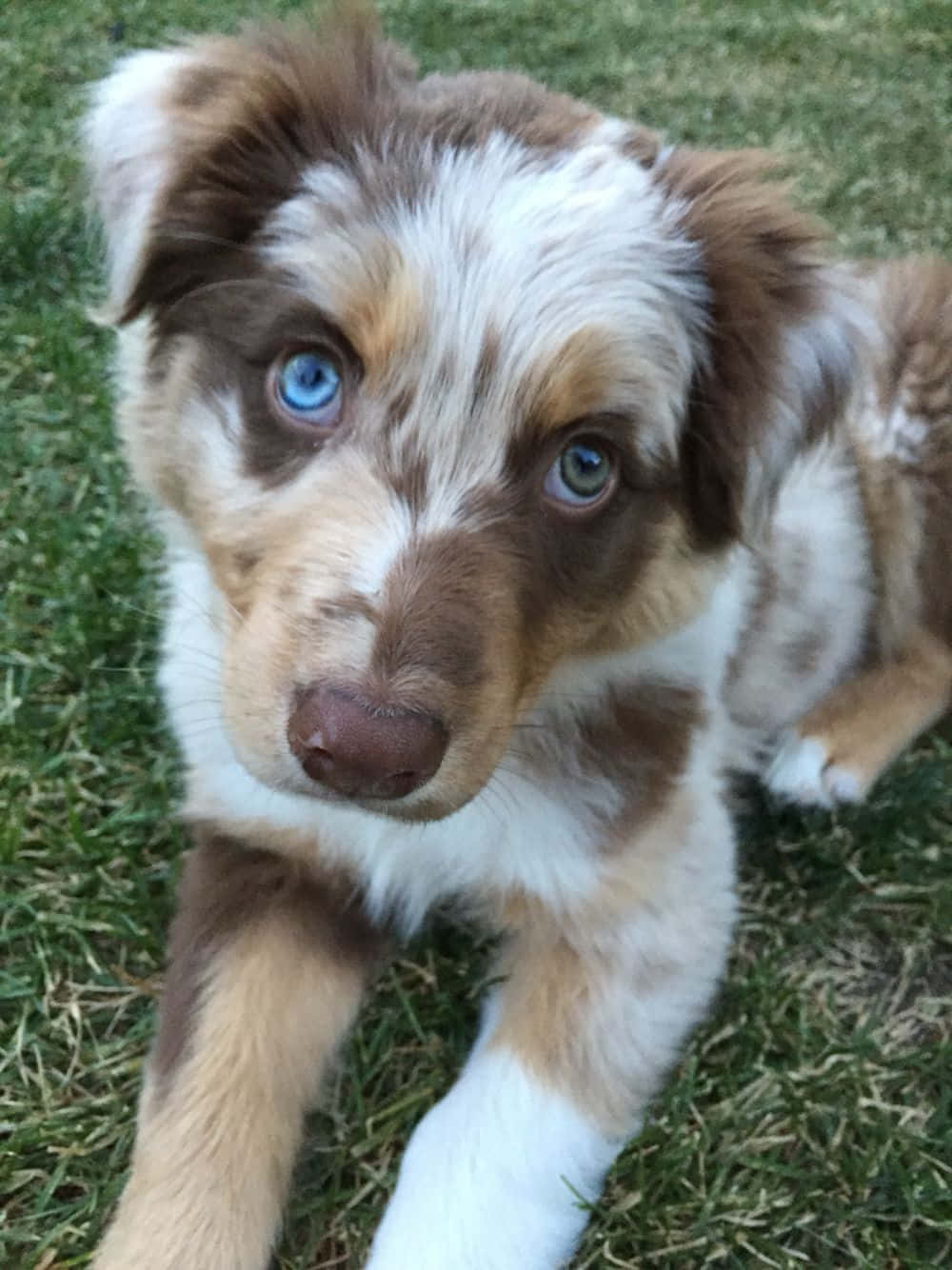 Adorable Puppy 桌布 壁紙 — 一隻毛茸茸的棕白色小狗，有著引人注目的藍色眼睛，躺在綠色草地上。