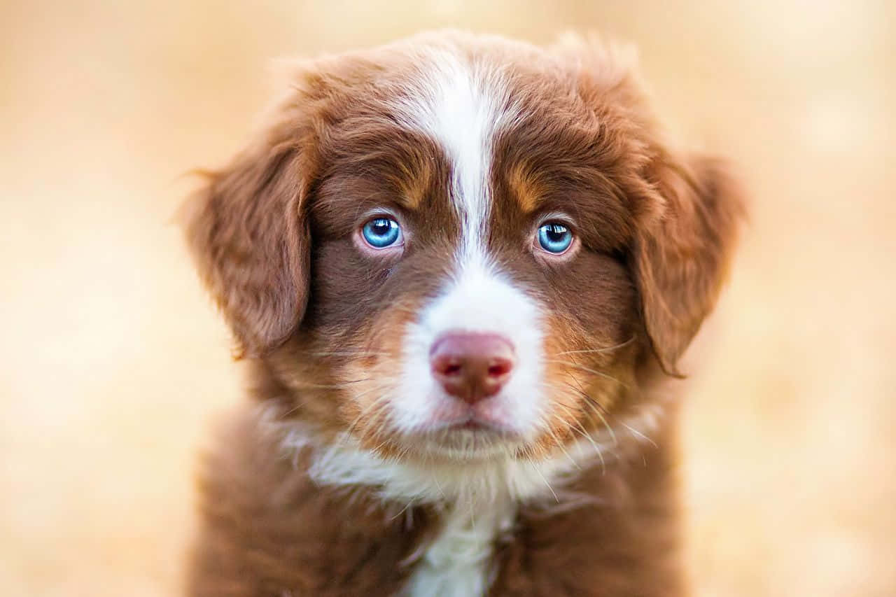australian shepherd 桌布 壁紙 — 一隻毛茸茸的棕白色小狗，用一雙引人注目的藍色眼睛直視鏡頭的特寫。