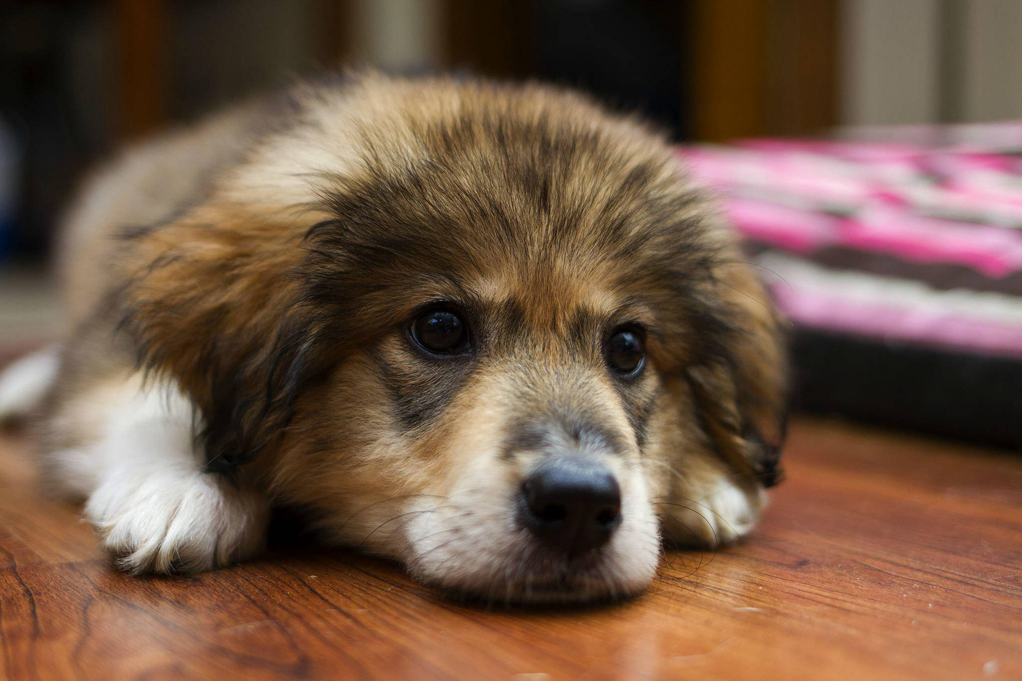 Cute Puppy 桌布 壁紙 — 一隻毛茸茸的棕白色小狗將頭靠在木地板上，背景是柔軟的粉紅色毯子。