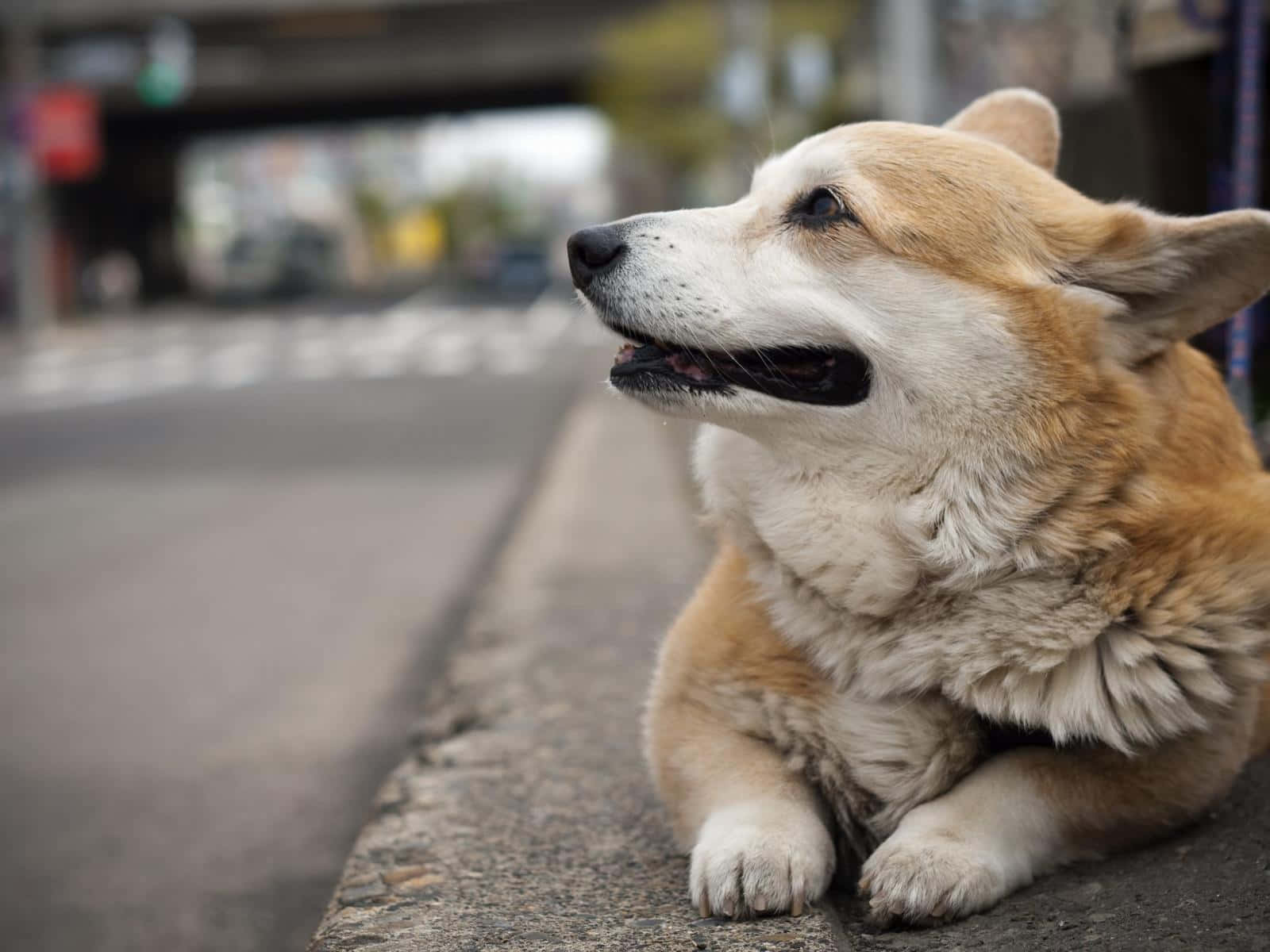 柯基 桌布 壁紙 — 一隻毛茸茸的棕白色柯基犬在混凝土路邊休息，若有所思地凝視著模糊的城市街道。