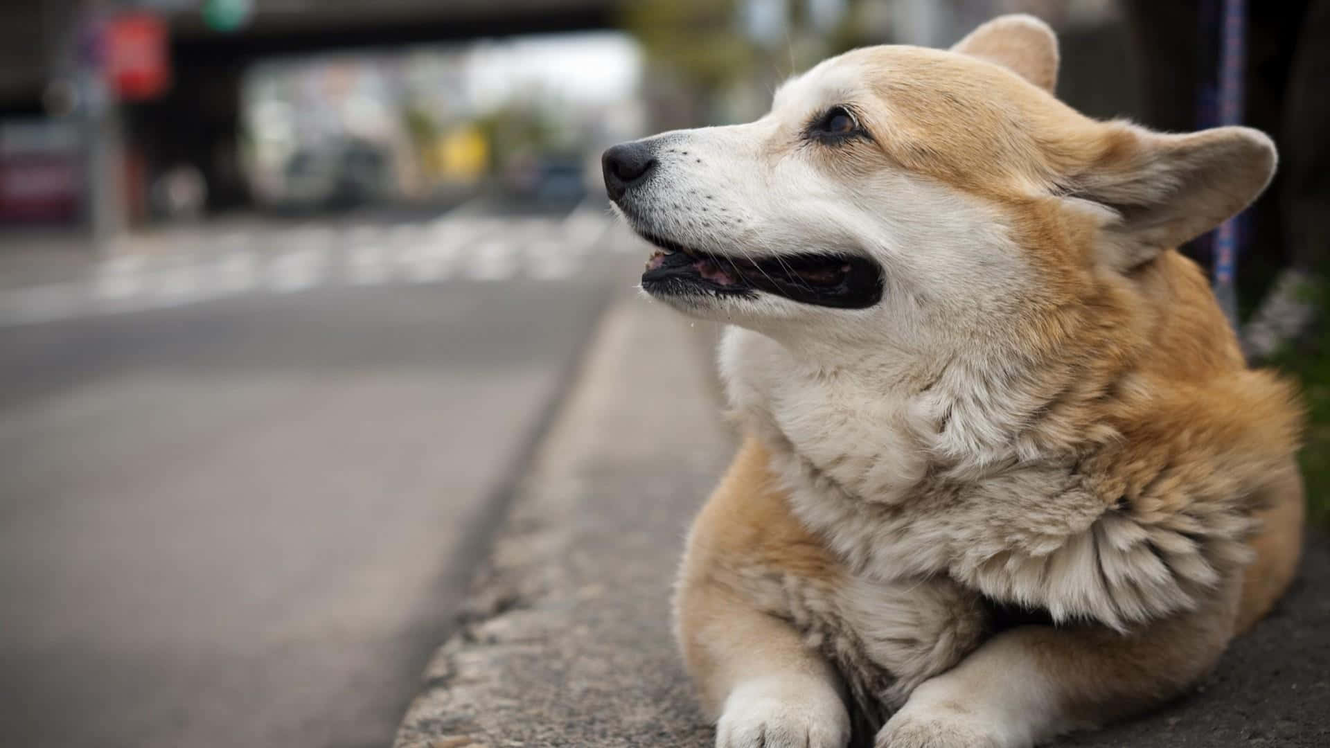 柯基 桌布 壁紙 — 一隻毛茸茸的棕白色柯基犬平靜地坐在人行道邊，若有所思地凝視遠方，背景是柔和的城市景觀。