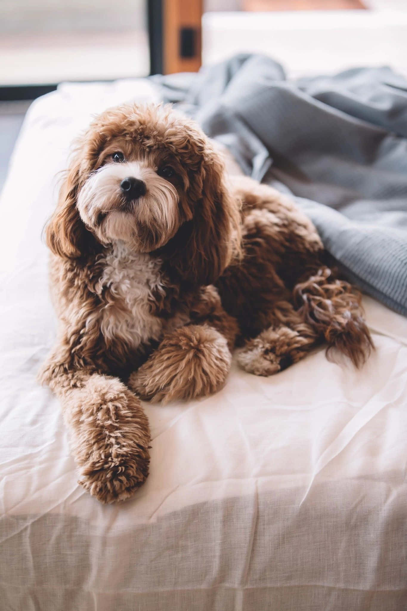Labradoodle 桌布 壁紙 — 一隻毛茸茸的棕白色狗舒適地躺在一張白色床上，旁邊有一條灰色毯子。