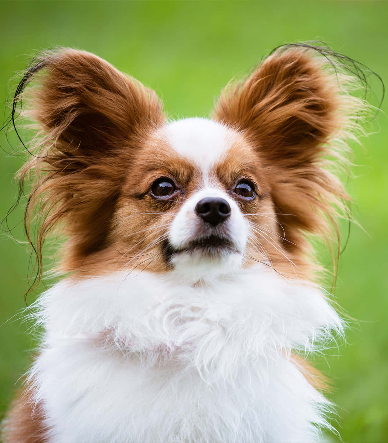動物 桌布 壁紙 — 一隻毛茸茸的棕白色蝴蝶犬的特寫，有大而富有表情的眼睛和被風吹起的耳朵，背景是充滿活力的綠色。