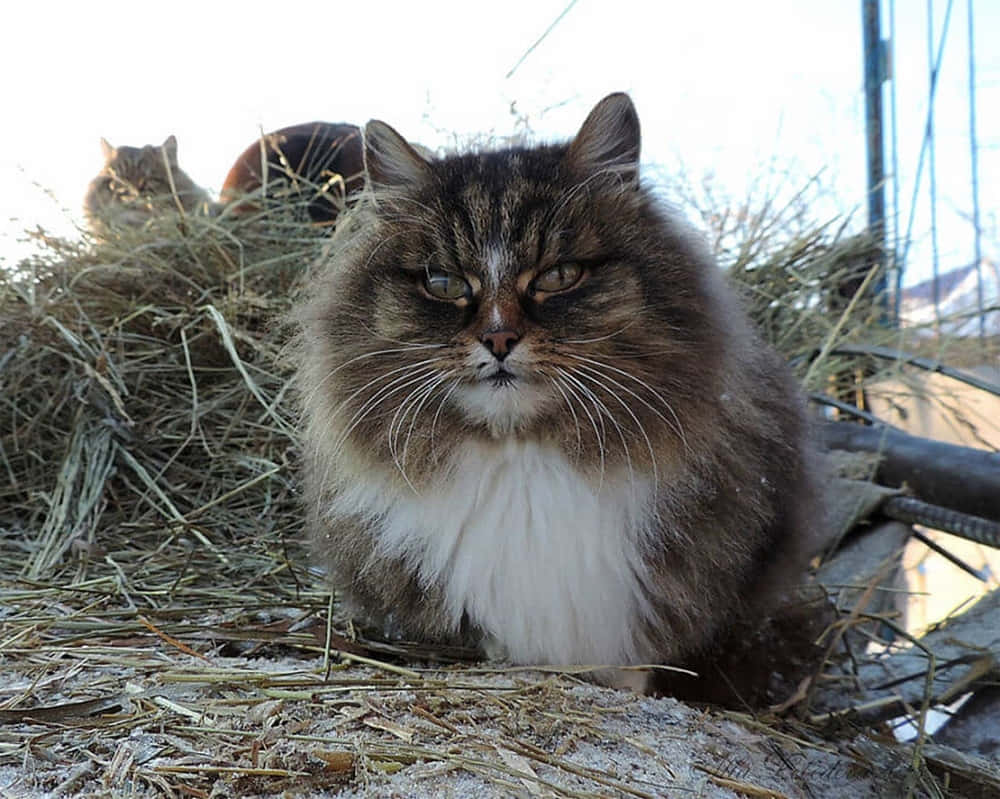 Siberian Cat 桌布 壁紙 — 一隻毛茸茸的棕白色貓咪，帶著不高興的表情，坐在雪地戶外環境中的一堆乾草上。