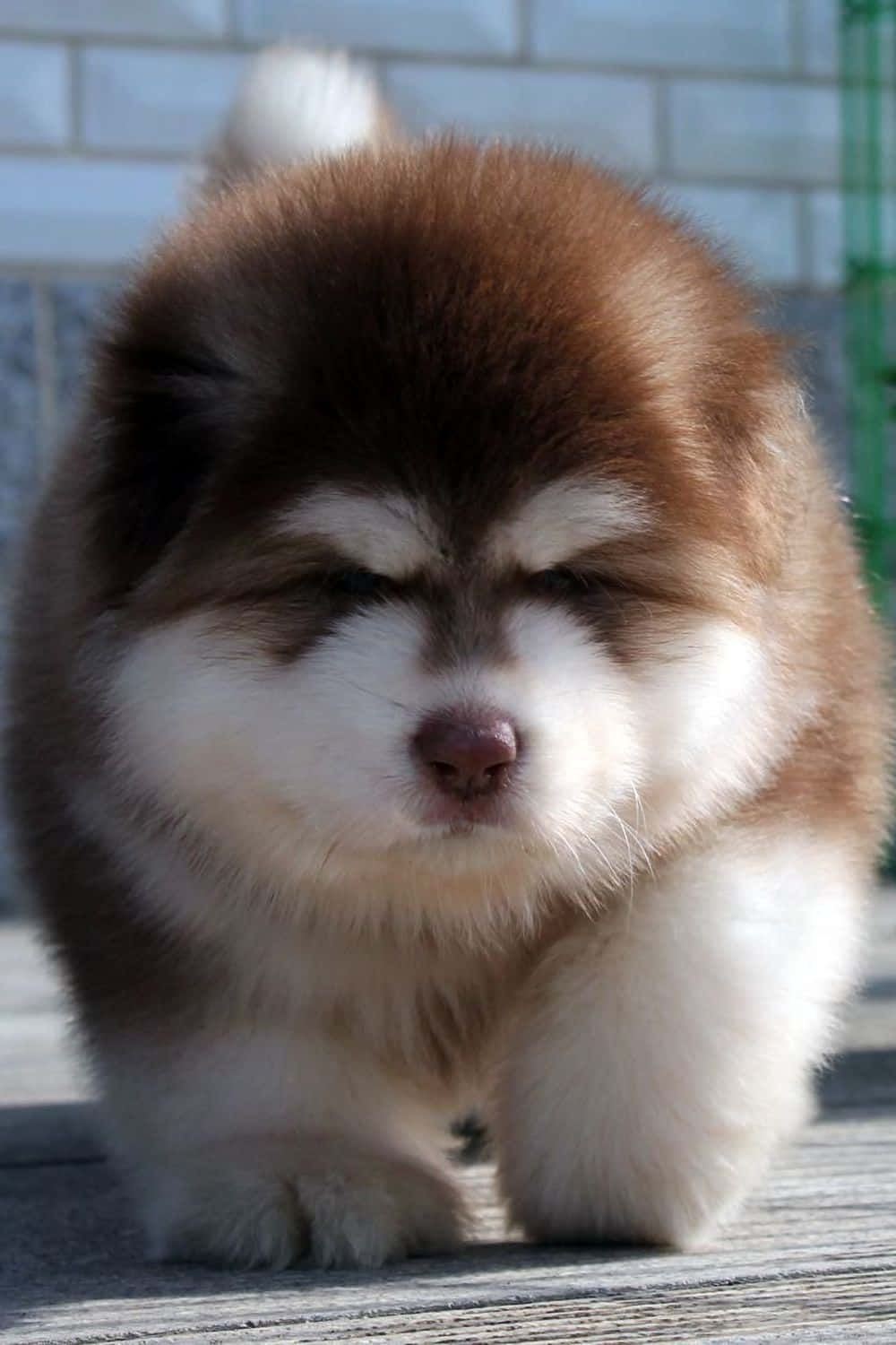 Adorable Puppy 桌布 壁紙 — 一隻毛茸茸的棕白色阿拉斯加雪橇犬幼犬，帶著睡眼，在明亮的陽光下走在木質甲板上。