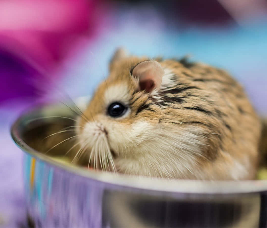 animals 桌布 壁紙 — 一隻毛茸茸的棕色倉鼠，深色眼睛，從閃亮的金屬碗邊緣探出頭來的特寫。