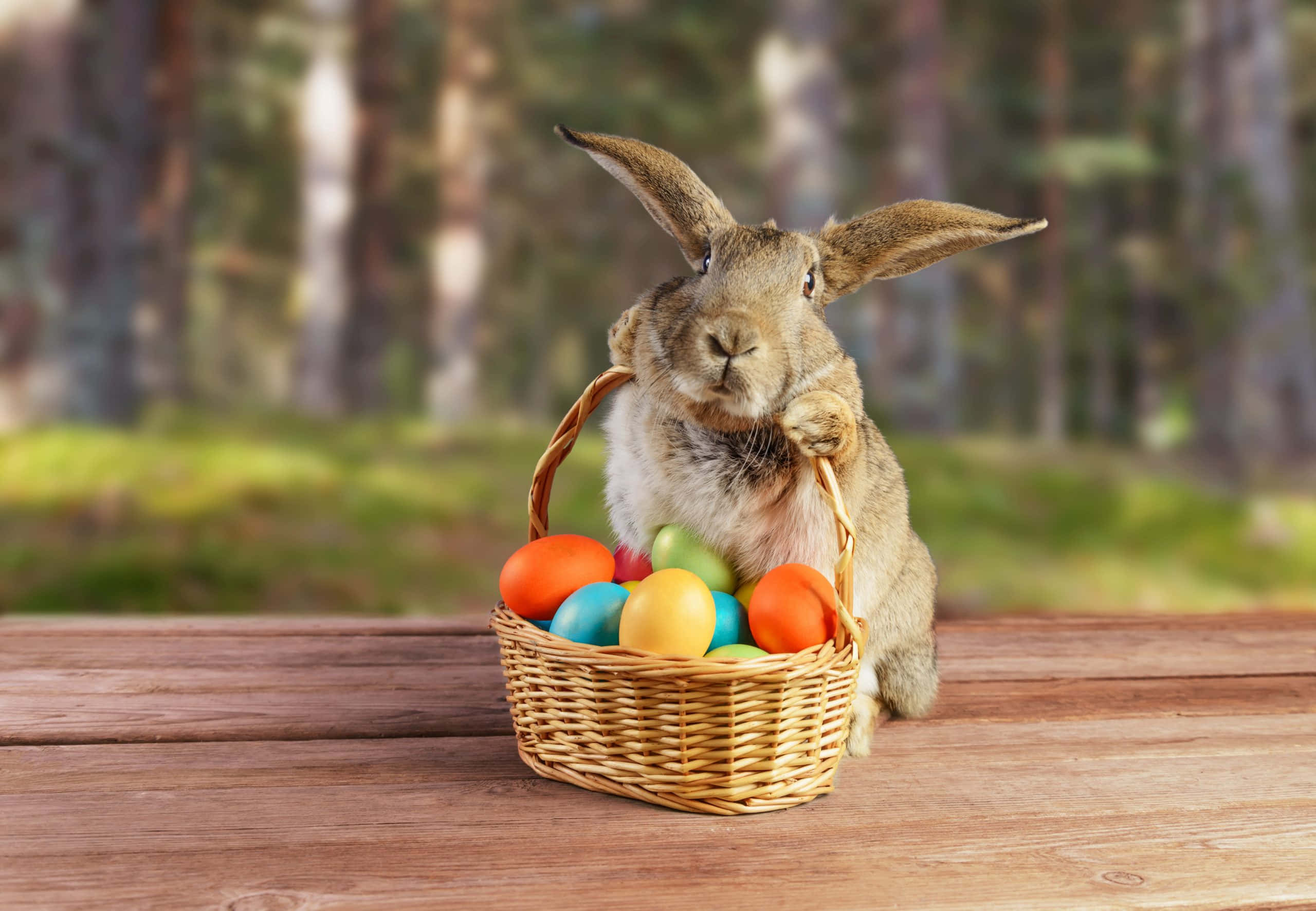 Easter 桌布 壁紙 — 一隻毛茸茸的棕色兔子在森林中的木桌上拿著一個裝滿彩色復活節蛋的柳條籃。