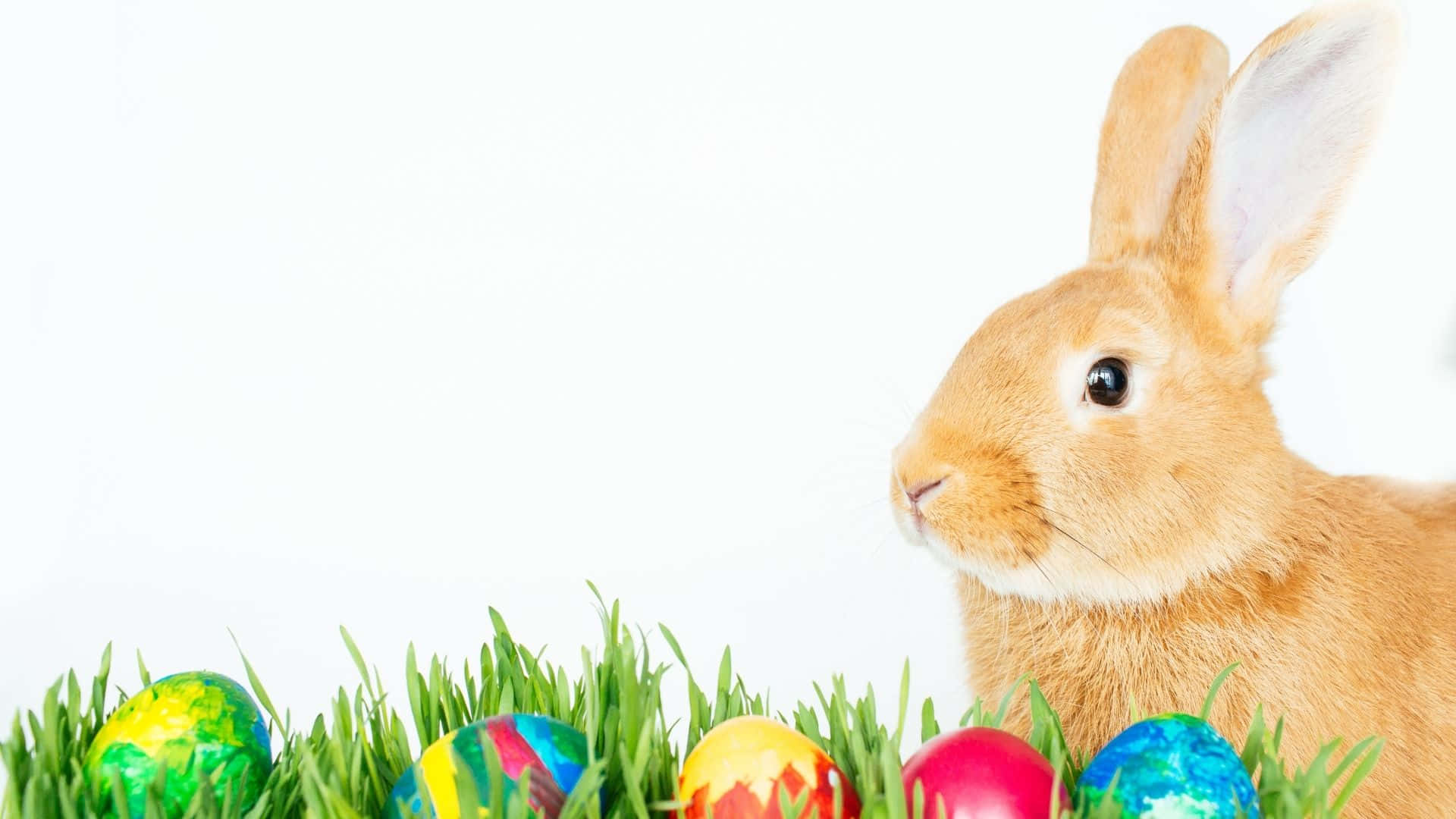Easter Bunny 桌布 壁紙 — 一隻毛茸茸的棕色兔子在潔白背景上，俯視著新鮮綠草中鮮豔的復活節彩蛋。