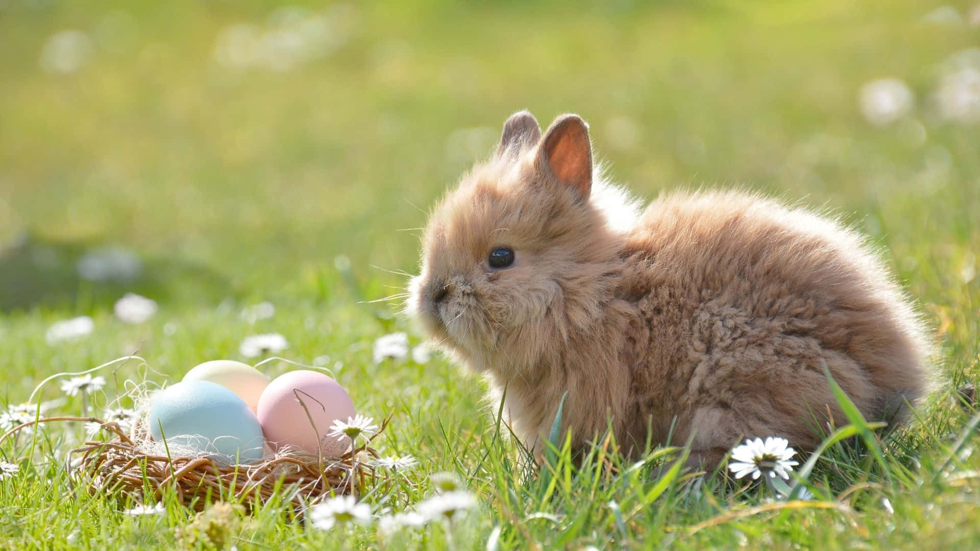 Easter Bunny 桌布 壁紙 — 一隻毛茸茸的棕色兔子坐在陽光照耀的草地上，旁邊有一個裝著粉彩復活節彩蛋和雛菊的巢。