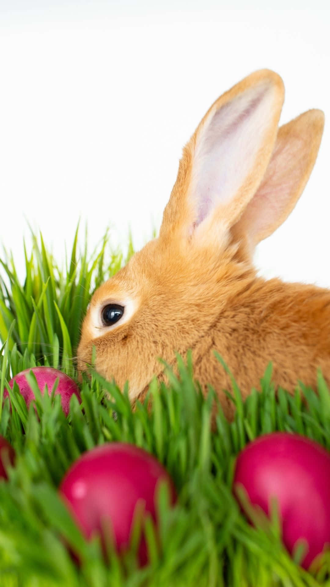Easter Bunny 桌布 壁紙 — 一隻毛茸茸的棕色兔子從鮮綠色的草叢中探出頭來，旁邊是閃亮的粉紅色復活節彩蛋，背景是明亮的白色。