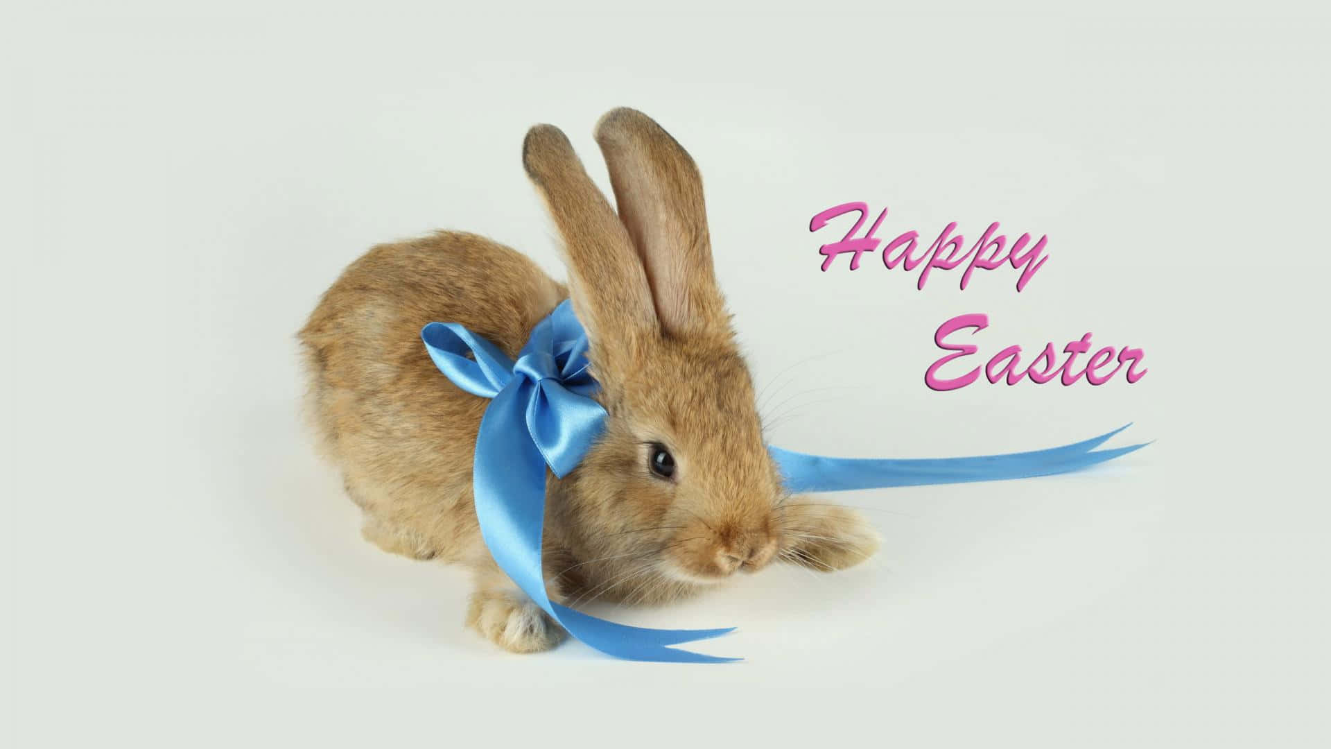 Cute Happy Easter 桌布 壁紙 — 一隻毛茸茸的棕色兔子戴著藍色絲帶，坐在白色背景前，上面有粉紅色的「Happy Easter」文字。