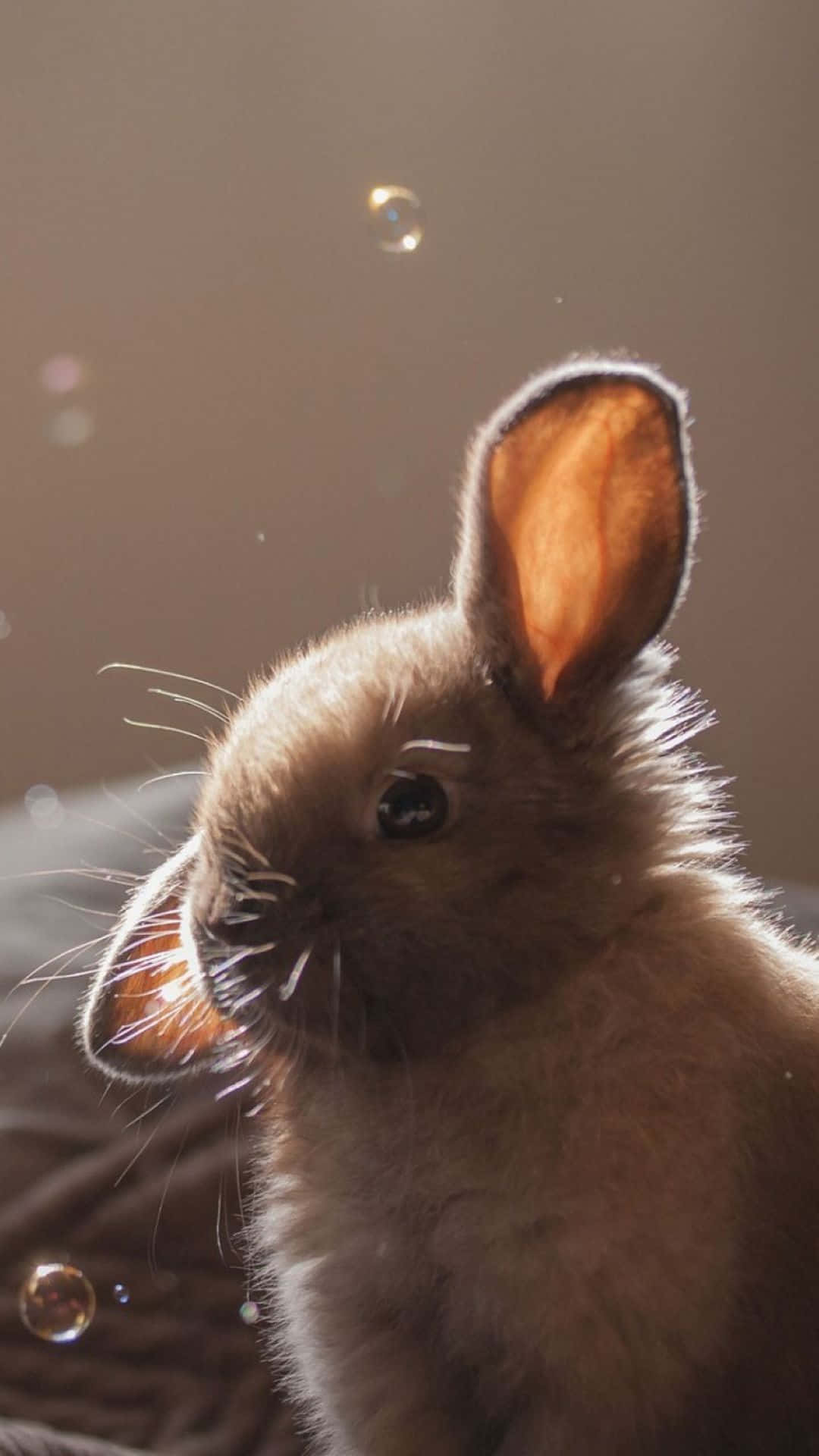 Kawaii Bunny 桌布 壁紙 — 一隻毛茸茸的棕色兔子的特寫，擁有柔軟的毛髮和警覺的耳朵，被溫暖金色光線中漂浮的氣泡包圍。