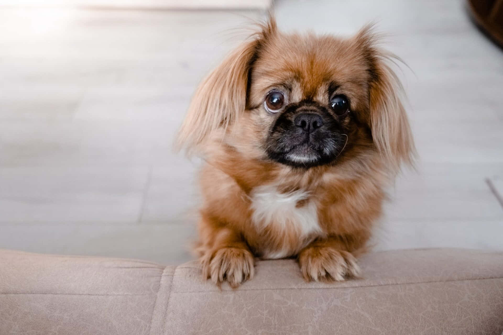 Pekingese 桌布 壁紙 — 一隻毛茸茸的棕色北京犬，有著大大的黑色眼睛，專注地坐在米色沙發上，直視鏡頭。