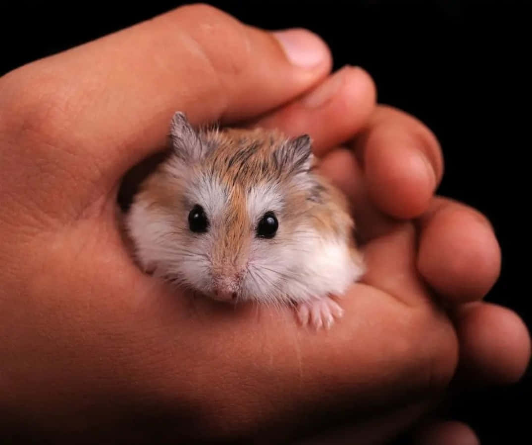 Hamster 桌布 壁紙 — 一隻毛茸茸的棕色和白色小倉鼠，有著大大的黑色眼睛，坐在一個人捧著的手掌中，背景是黑色。