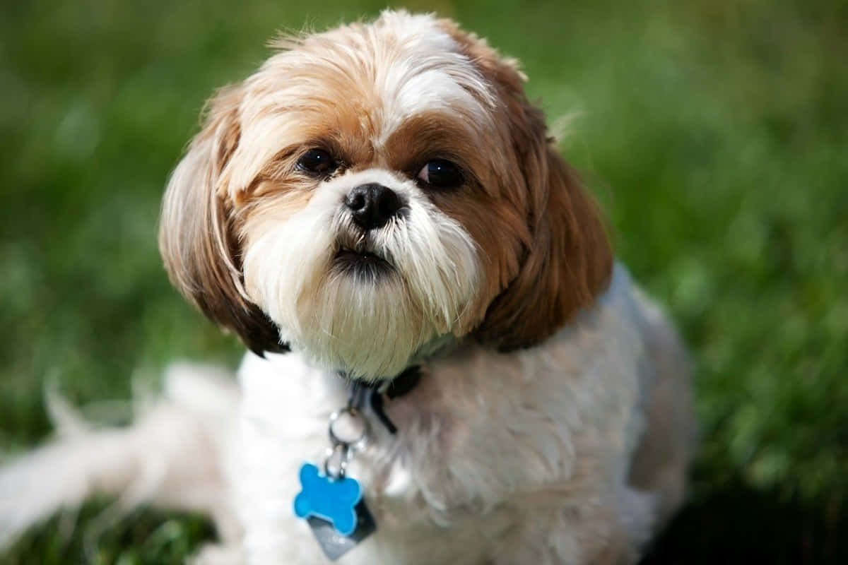 shih tzu 桌布 壁紙 — 一隻毛茸茸的棕色和白色西施犬坐在綠色草地上，戴著帶有藍色骨頭標籤的項圈。
