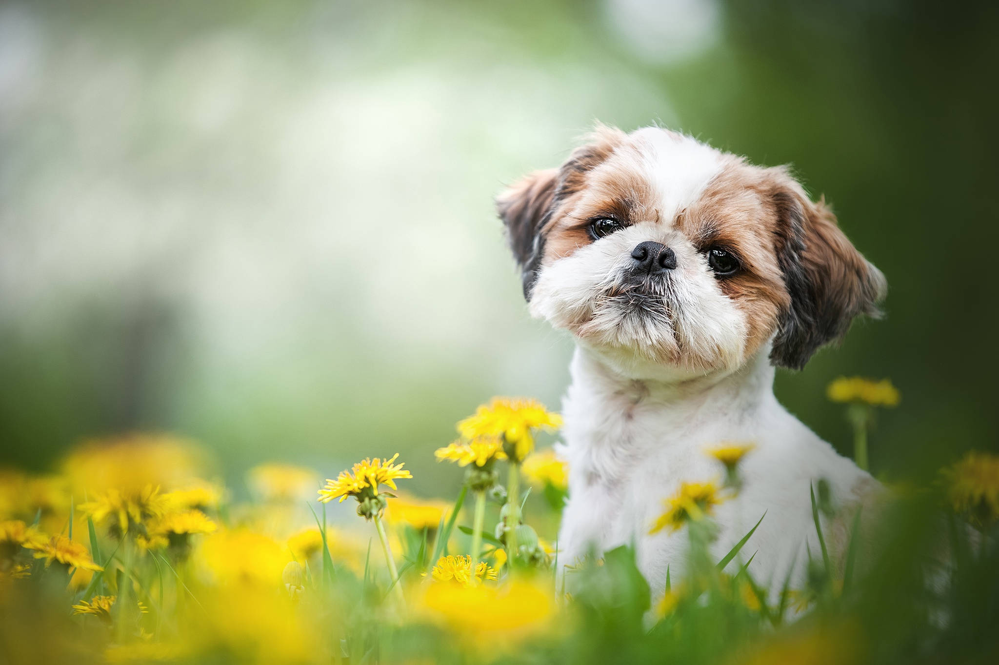 小狗 桌布 壁紙 — 一隻毛茸茸的棕色和白色西施犬幼犬坐在陽光明媚的綠色草地上，周圍是鮮黃色的蒲公英。