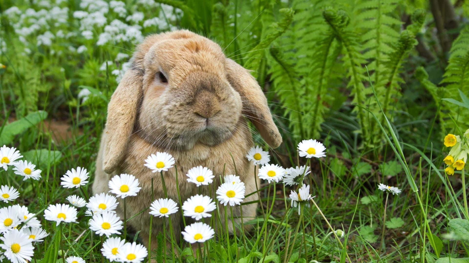 Easter Bunny 桌布 壁紙 — 一隻毛茸茸的棕色垂耳兔在陽光明媚的草地上，平靜地坐在充滿活力的綠色蕨類植物和白色雛菊之間。