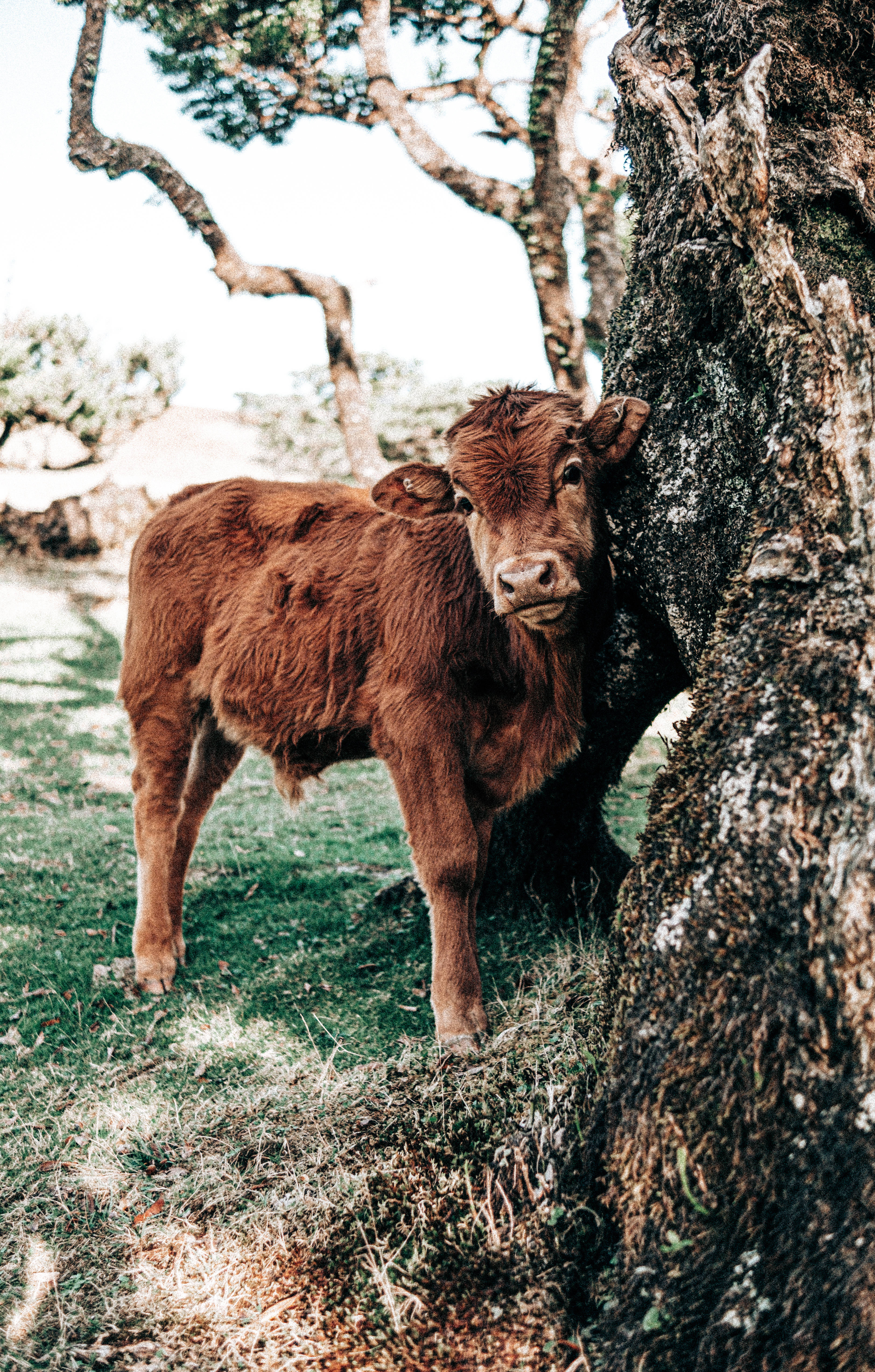Cute Cow 桌布 壁紙 — 一隻毛茸茸的棕色小牛站在長滿苔蘚的樹幹旁，陽光照耀的草地上方有彎曲的樹枝。