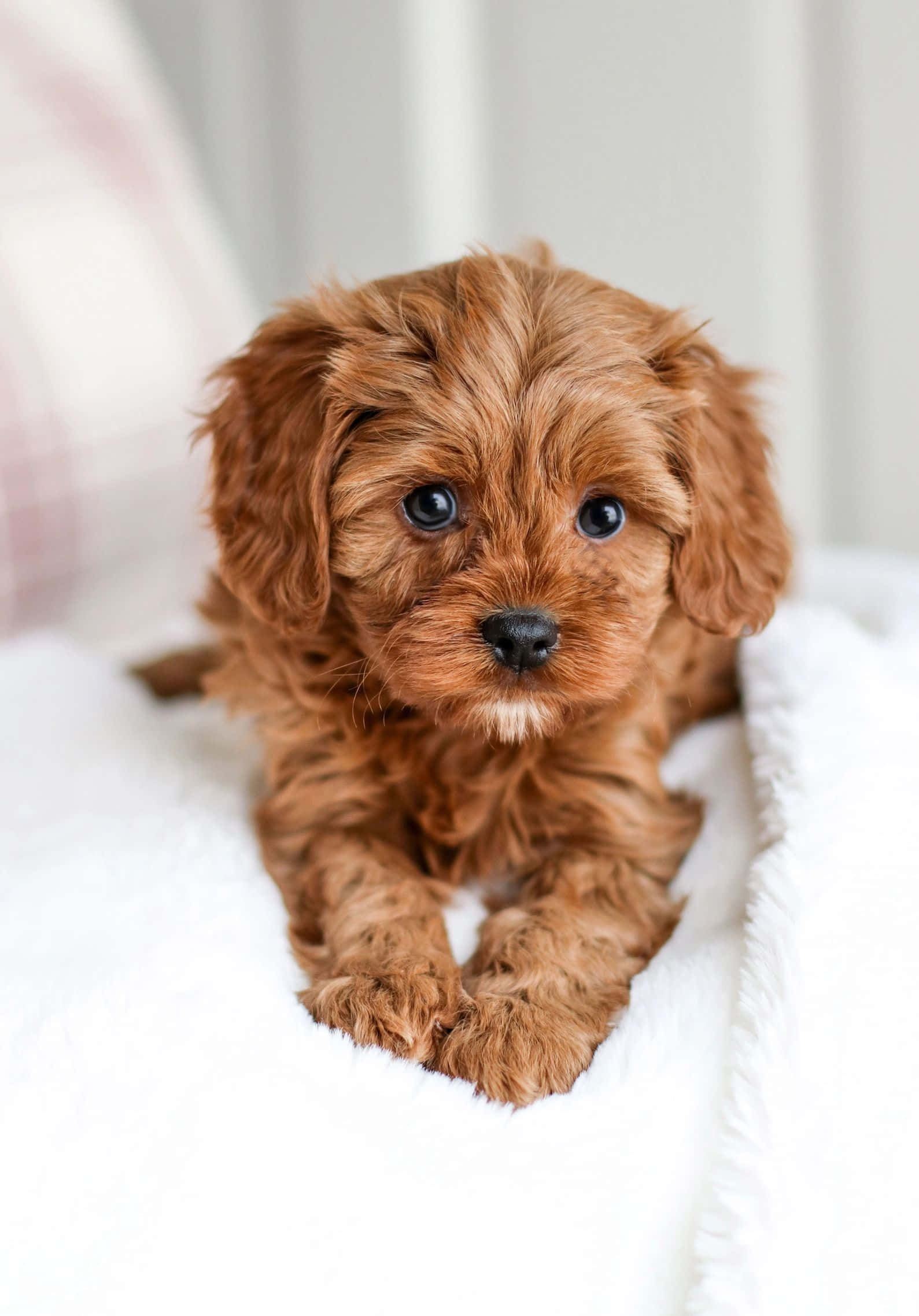 Adorable Puppy 桌布 壁紙 — 一隻毛茸茸的棕色小狗，有著大大的深色眼睛，躺在柔軟的白色毯子上，直視鏡頭。
