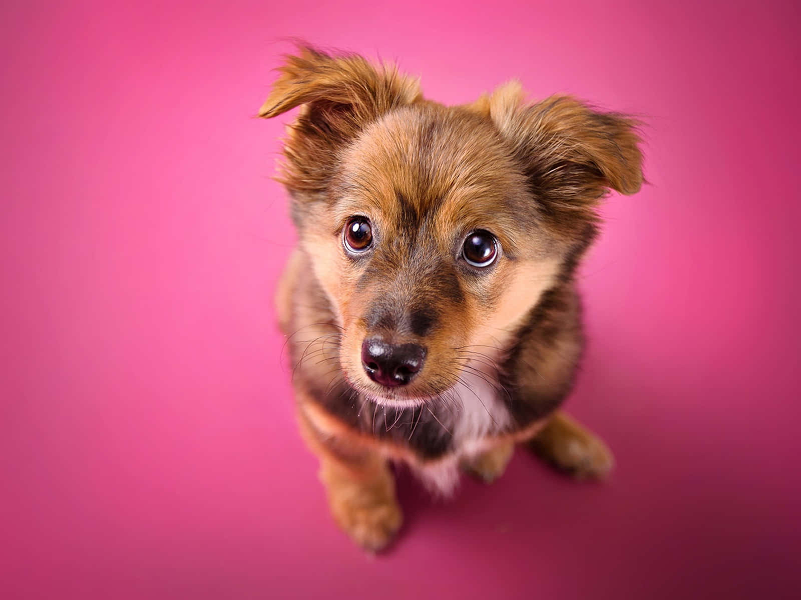 Pink Puppies 桌布 壁紙 — 一隻毛茸茸的棕色小狗，有著大大的靈魂之眼，從充滿活力的粉紅色背景中向上看。