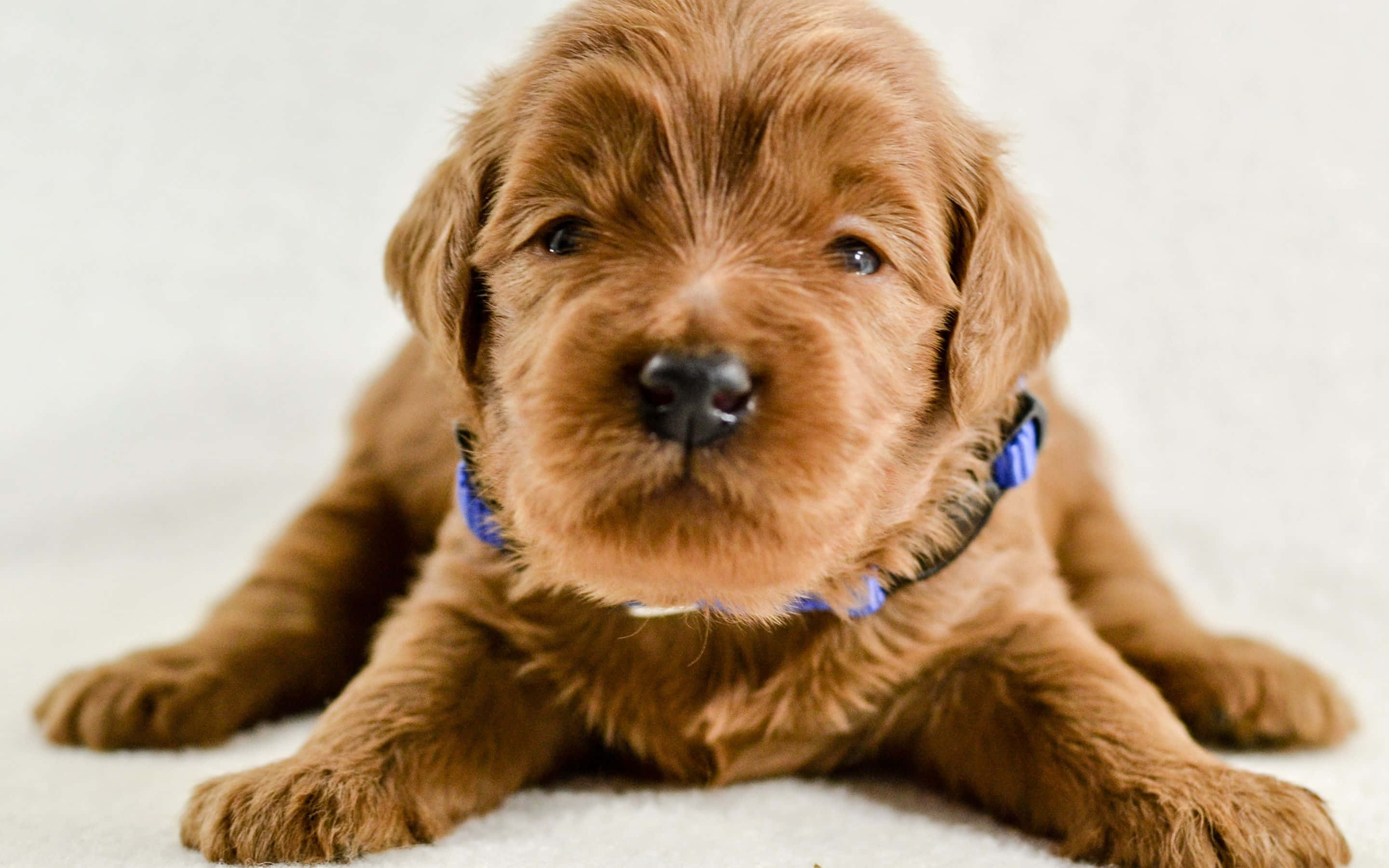 Goldendoodle 桌布 壁紙 — 一隻毛茸茸的棕色小狗，有著大大的黑色眼睛，戴著藍色項圈躺在白色表面上。