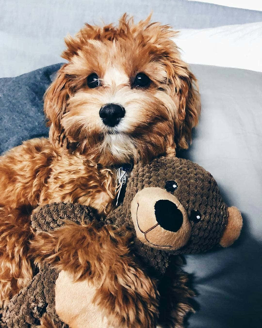 Cuddly 桌布 壁紙 — 一隻毛茸茸的棕色小狗在柔軟的灰色沙發上擁抱一隻鉤針編織的泰迪熊。