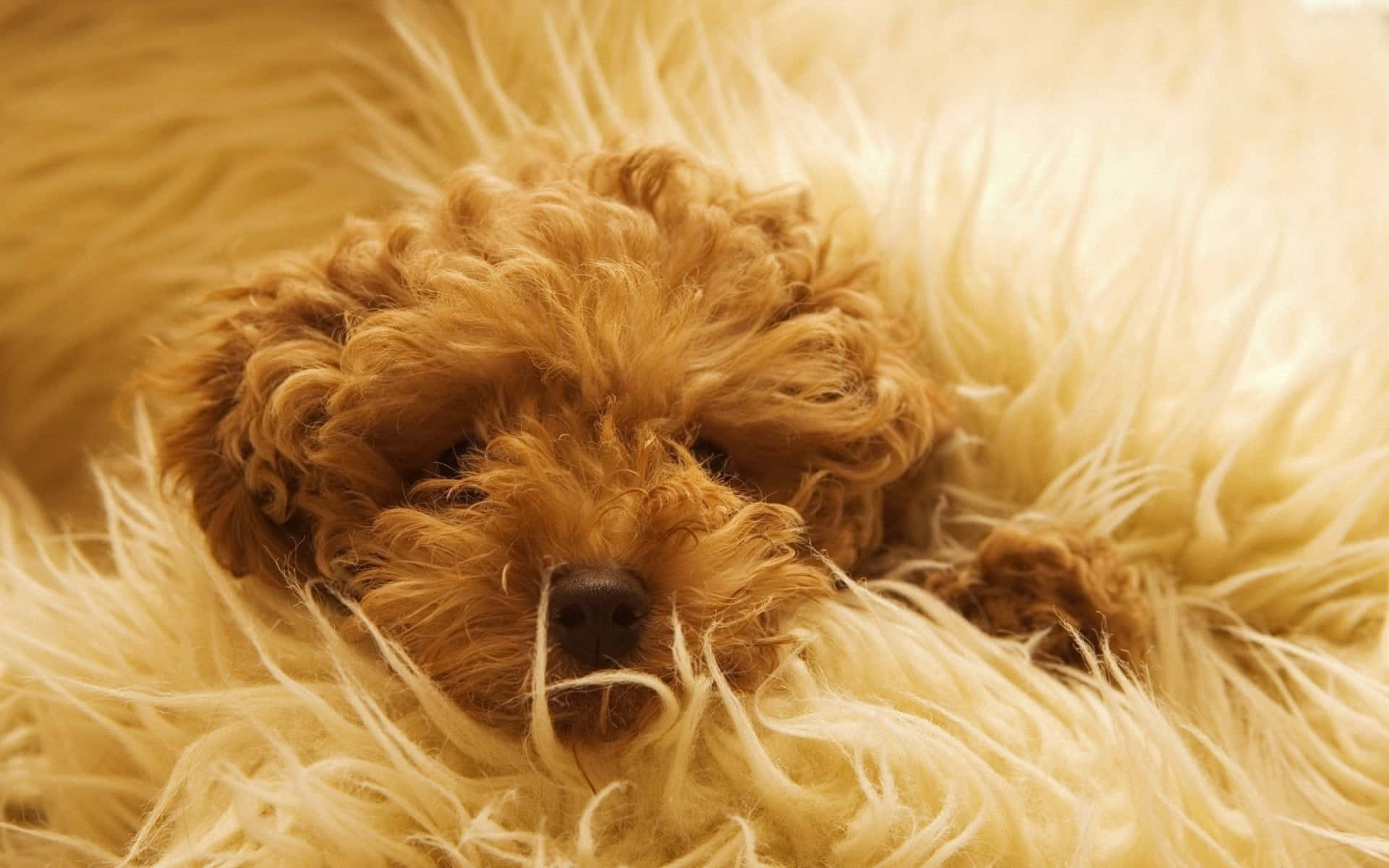 Labradoodle 桌布 壁紙 — 一隻毛茸茸的棕色小狗安詳地睡在柔軟的金色毛毯裡。