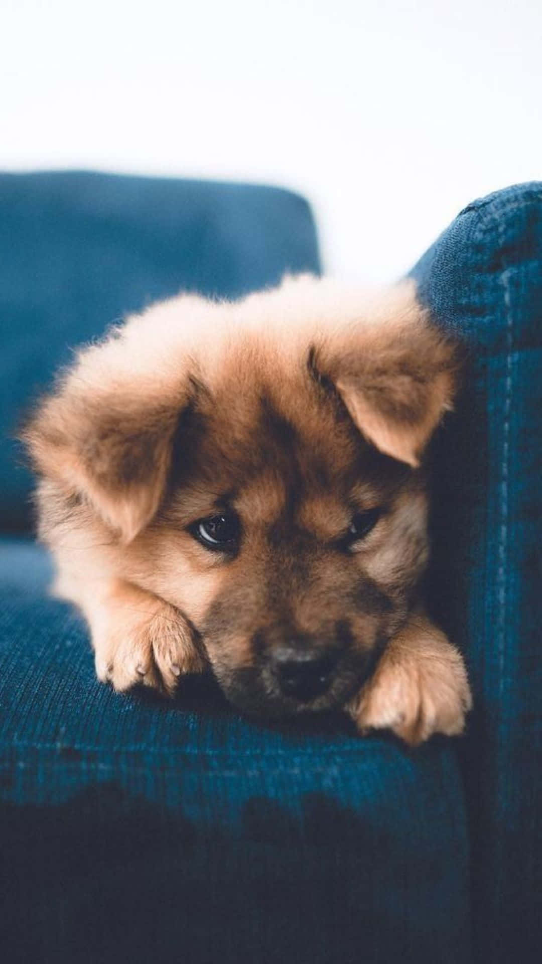 Cute Puppy 桌布 壁紙 — 一隻毛茸茸的棕色小狗將頭靠在藍色沙發上，柔軟的眼睛凝視前方。