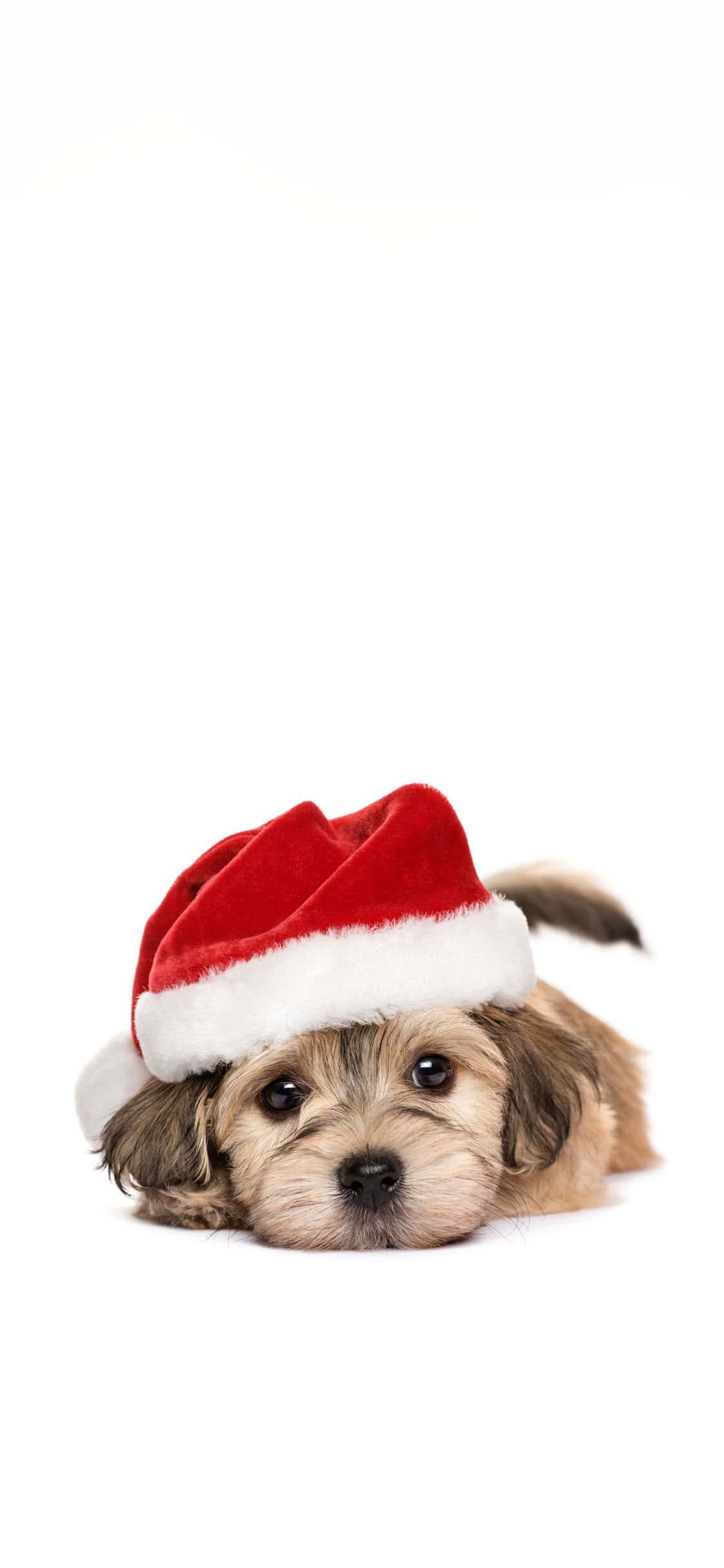 Dog iPhone 桌布 壁紙 — 一隻毛茸茸的棕色小狗戴著紅色聖誕帽，躺在白色背景上，睜大眼睛向上看。
